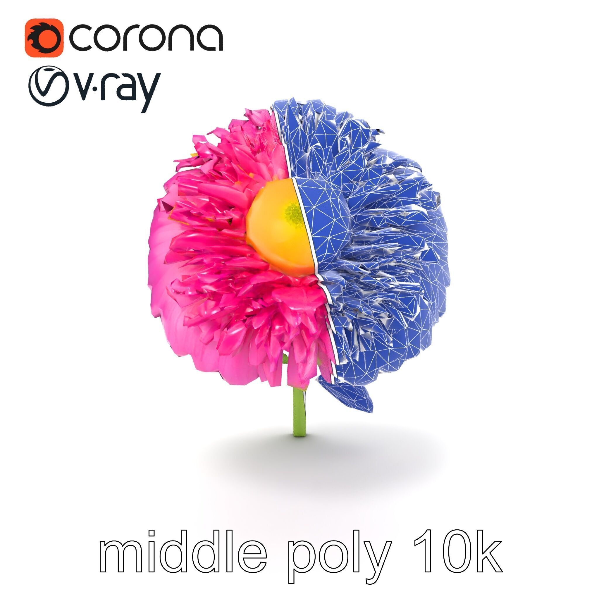 Leucanthemum Minor Flower Detailed Bloom model pack Low-poly 3D model_27