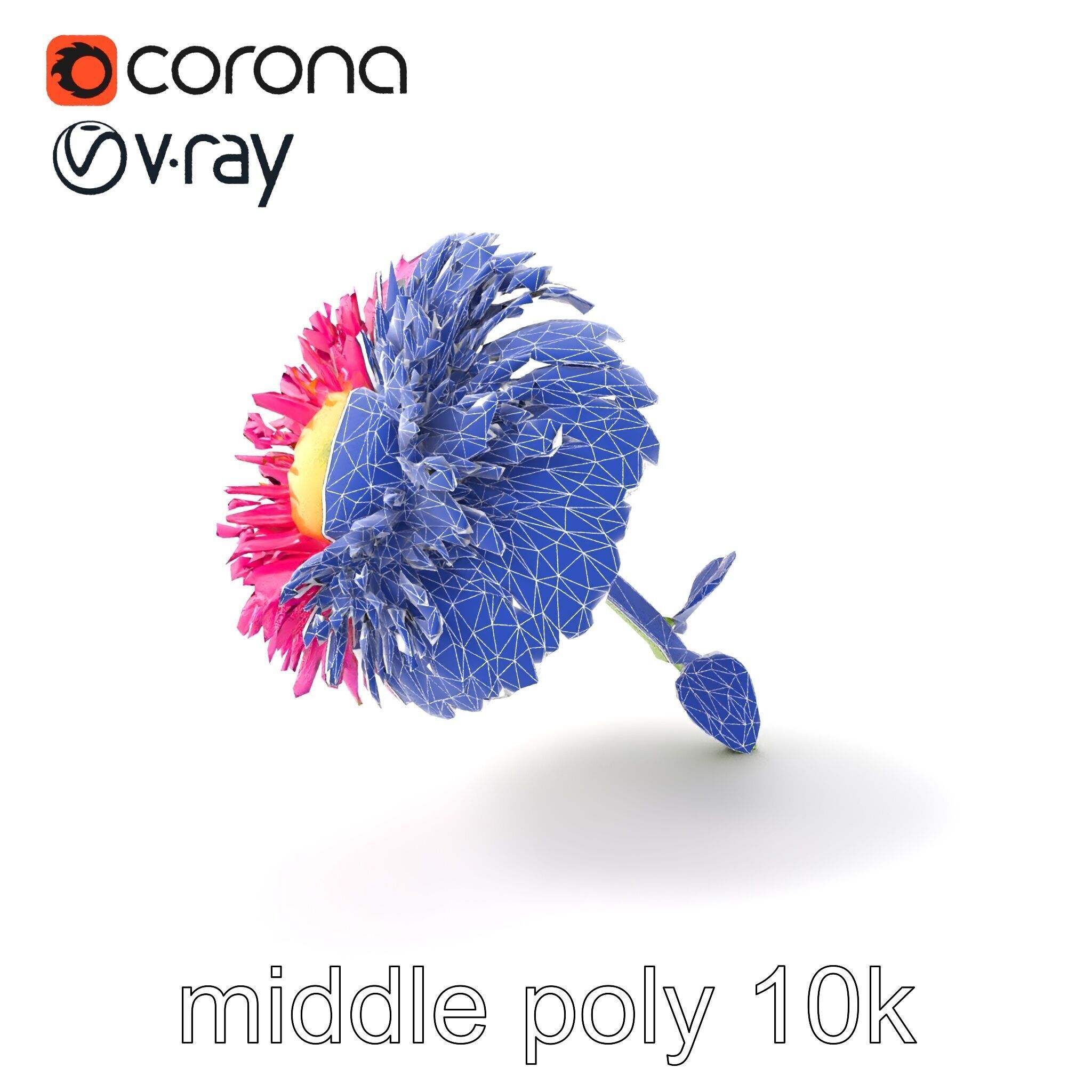 Leucanthemum Minor Flower Detailed Bloom model pack Low-poly 3D model_5