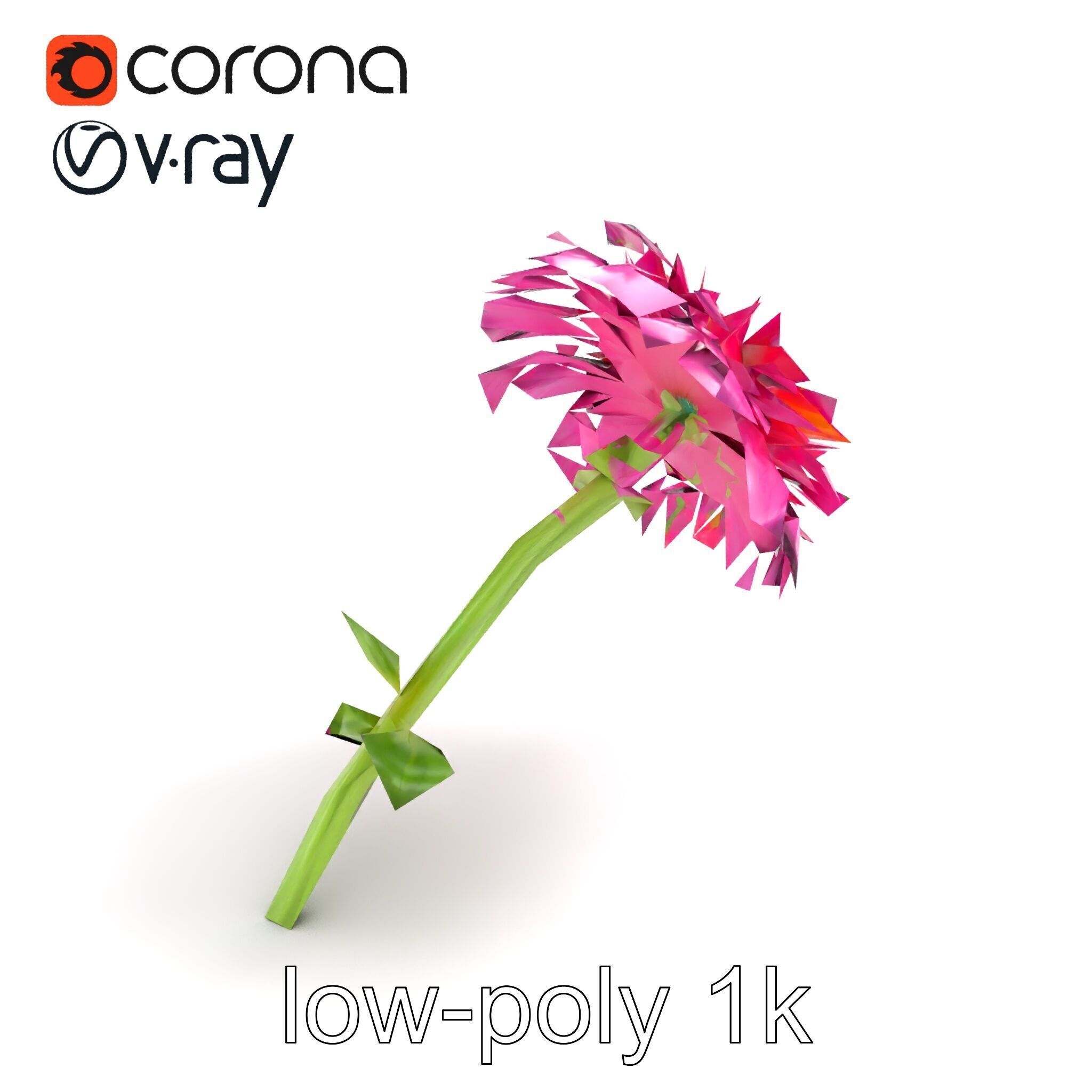 Leucanthemum Minor Flower Detailed Bloom model pack Low-poly 3D model_8