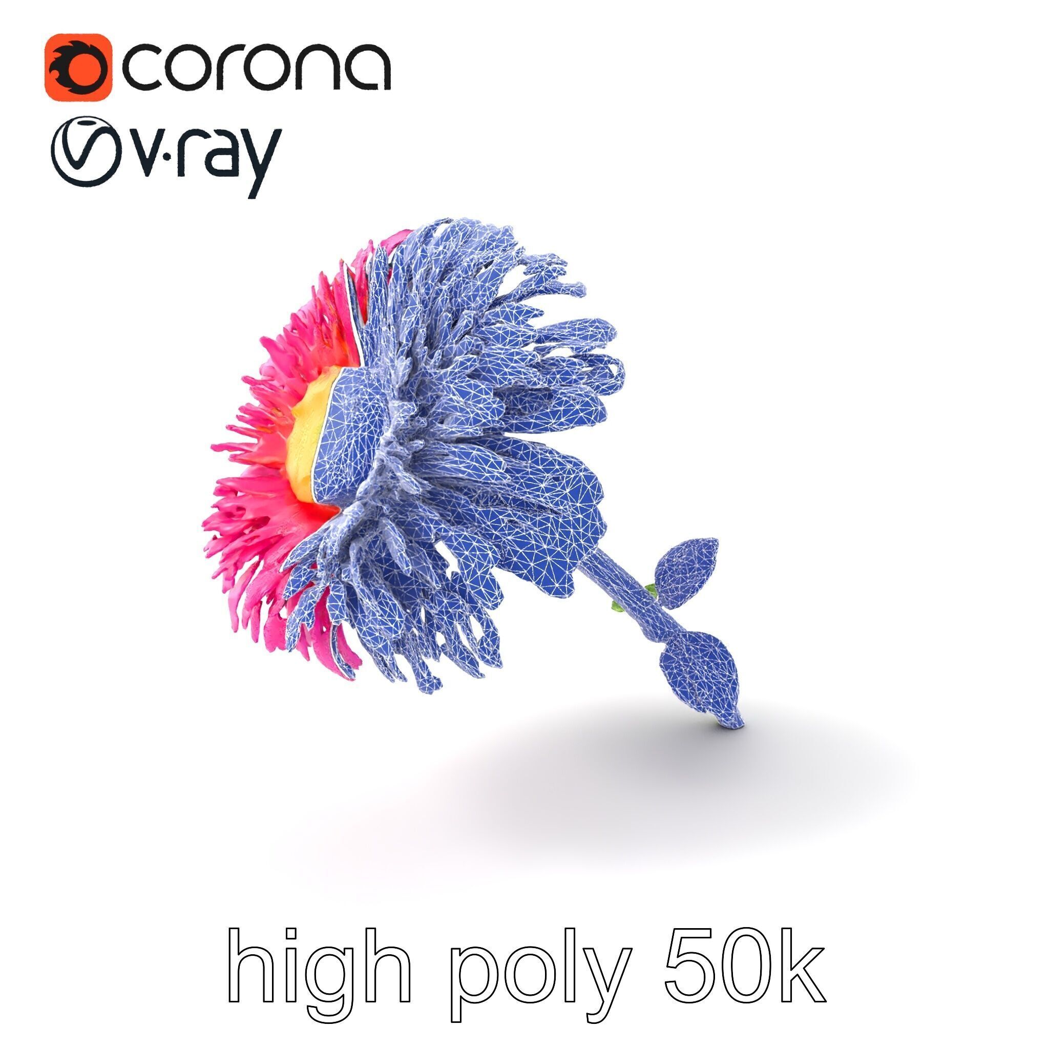 Leucanthemum Minor Flower Detailed Bloom model pack Low-poly 3D model_1