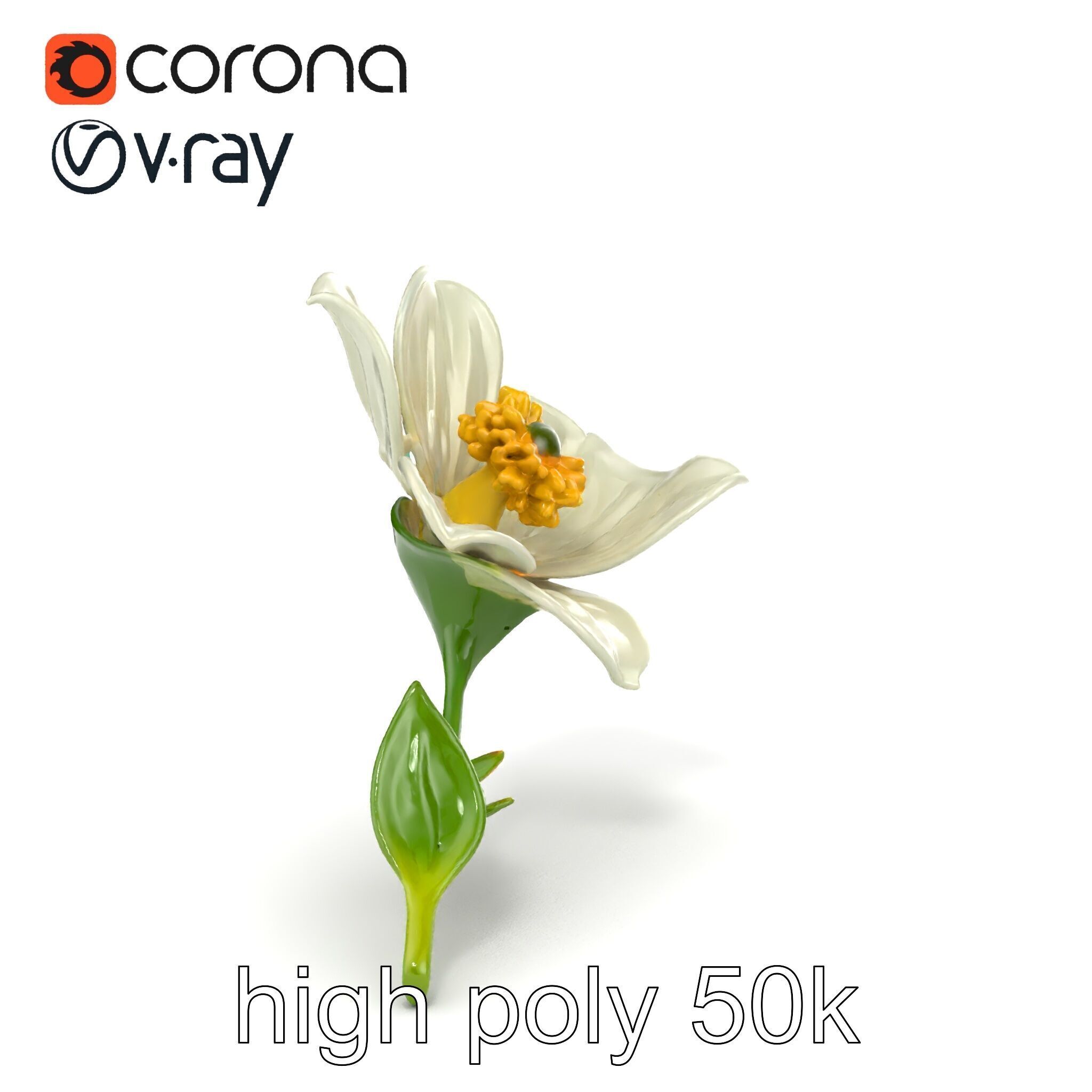 Elegant White Petal Flower 3D Model Pack Low-poly 3D model_20