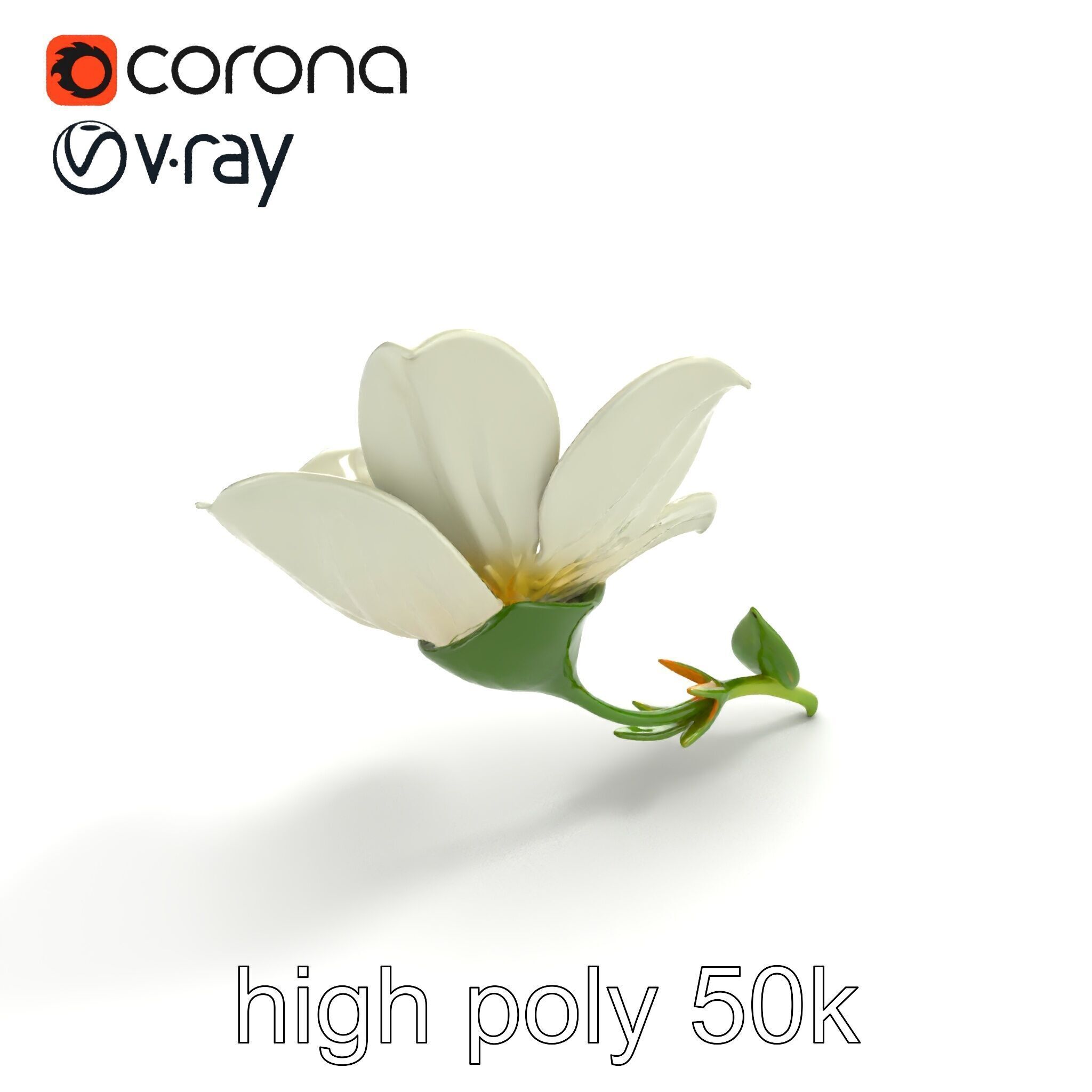 Elegant White Petal Flower 3D Model Pack Low-poly 3D model_13
