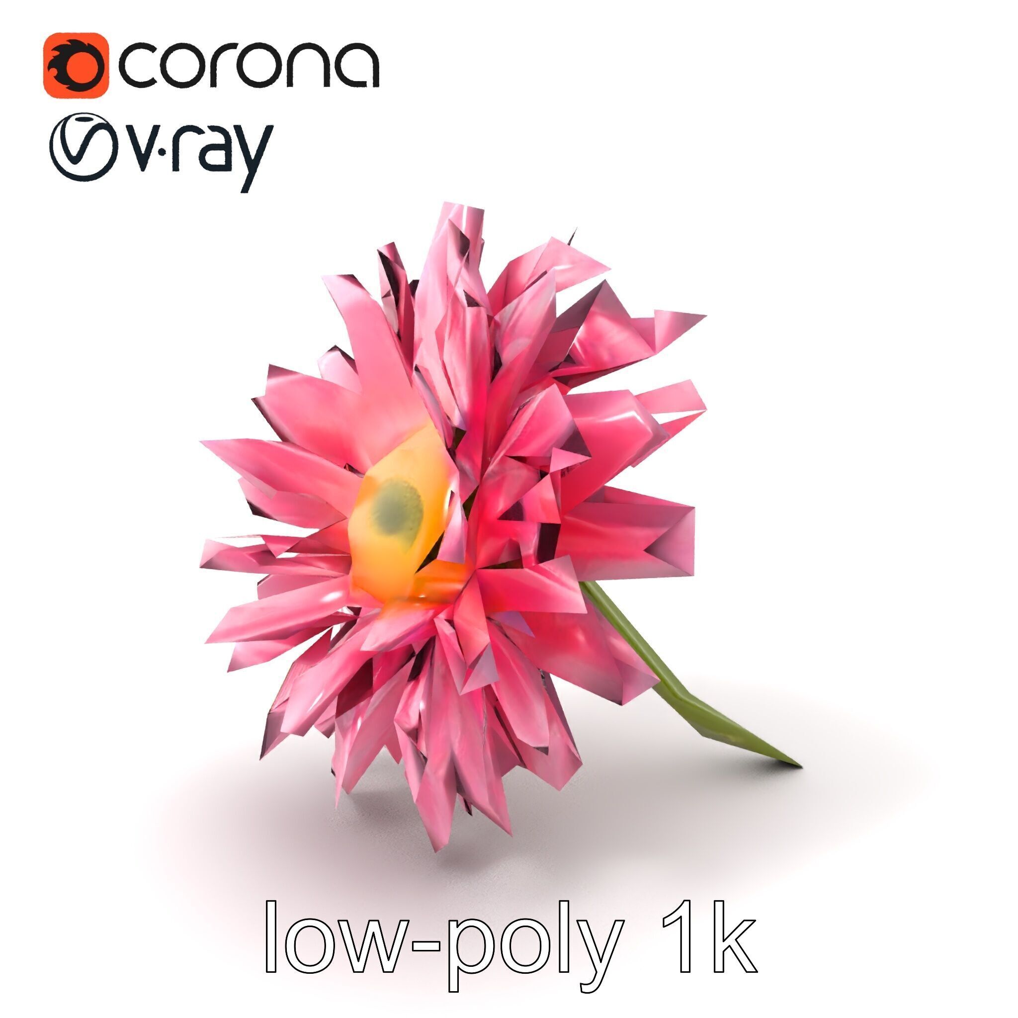 Leucanthemum Pink Blossom Render model pack Low-poly 3D model_5