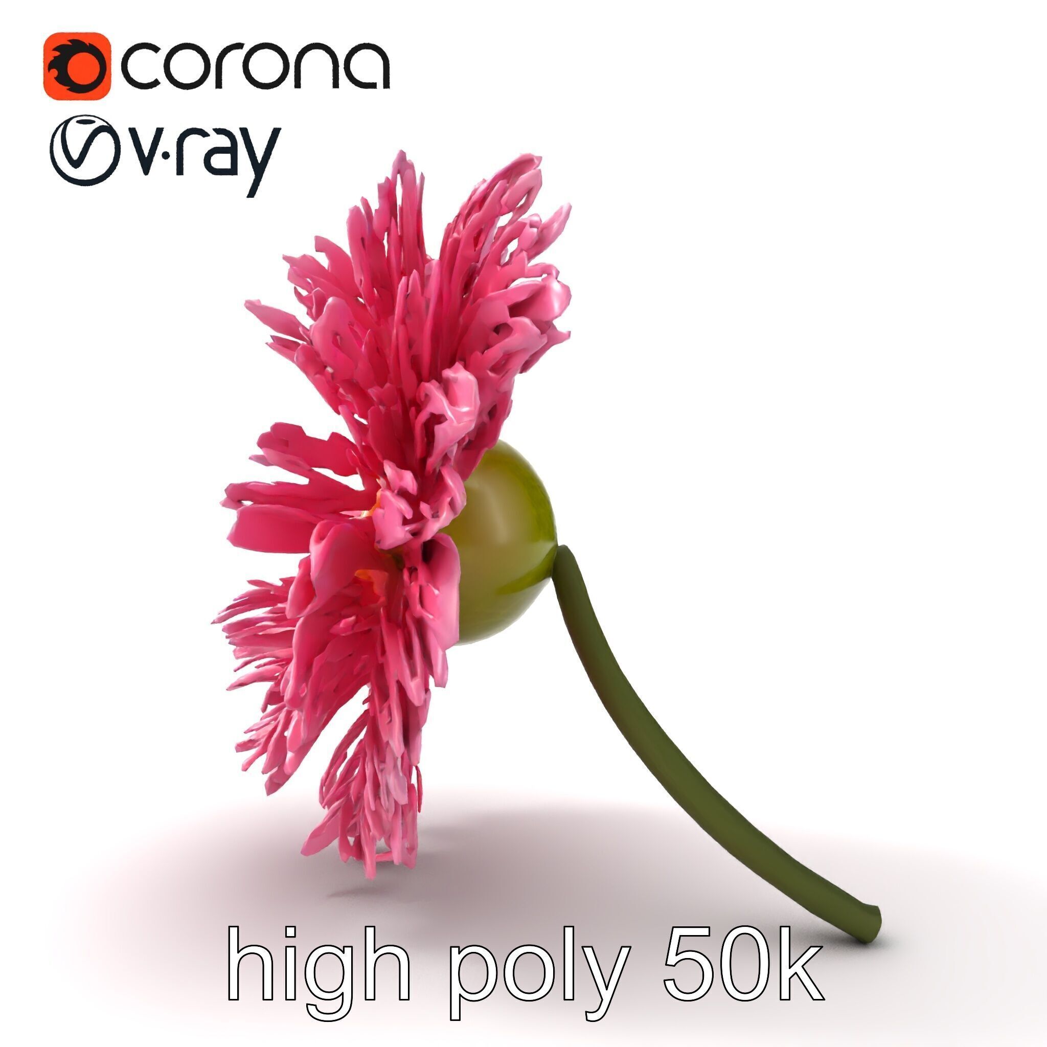 Leucanthemum Pink Blossom Render model pack Low-poly 3D model_30