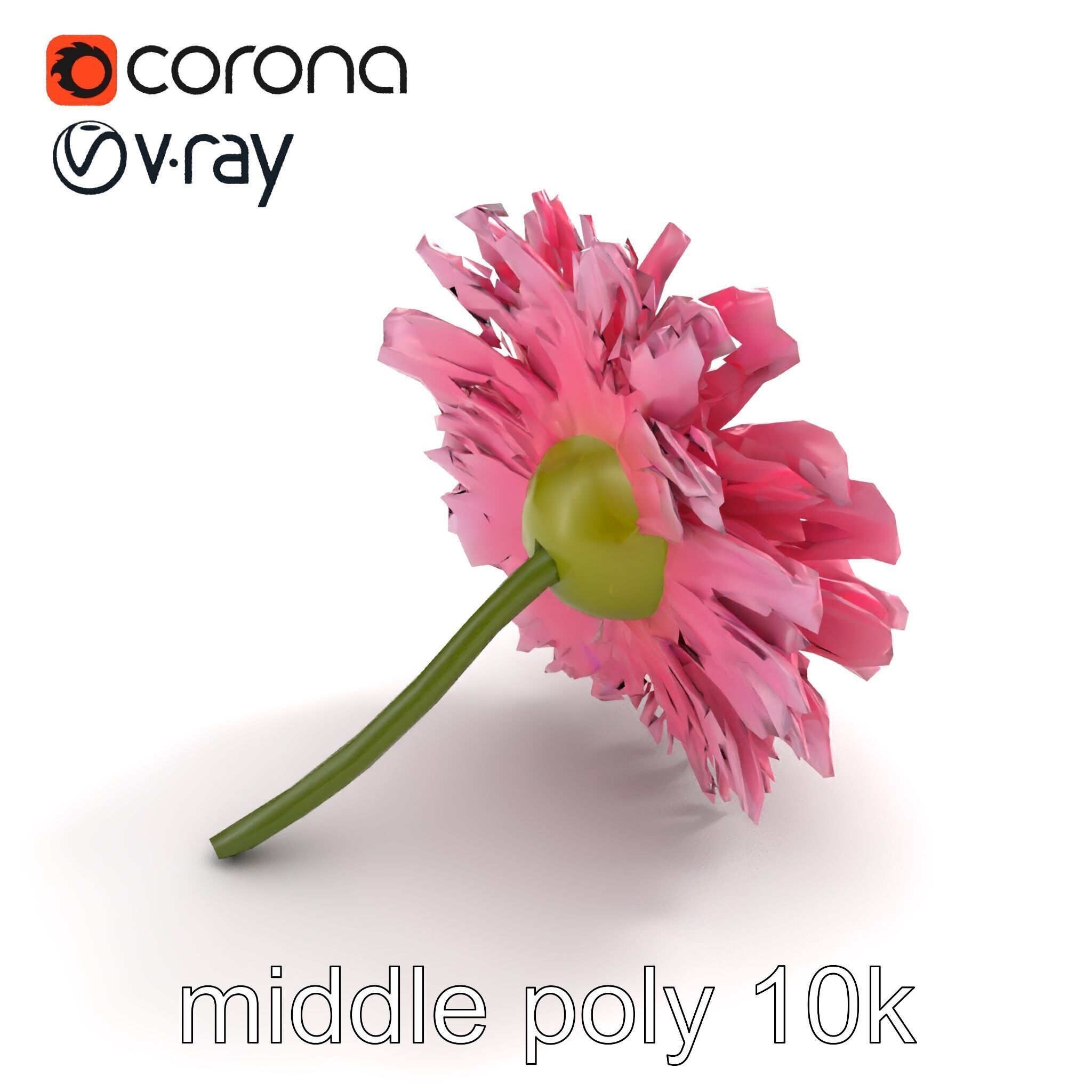 Leucanthemum Pink Blossom Render model pack Low-poly 3D model_8