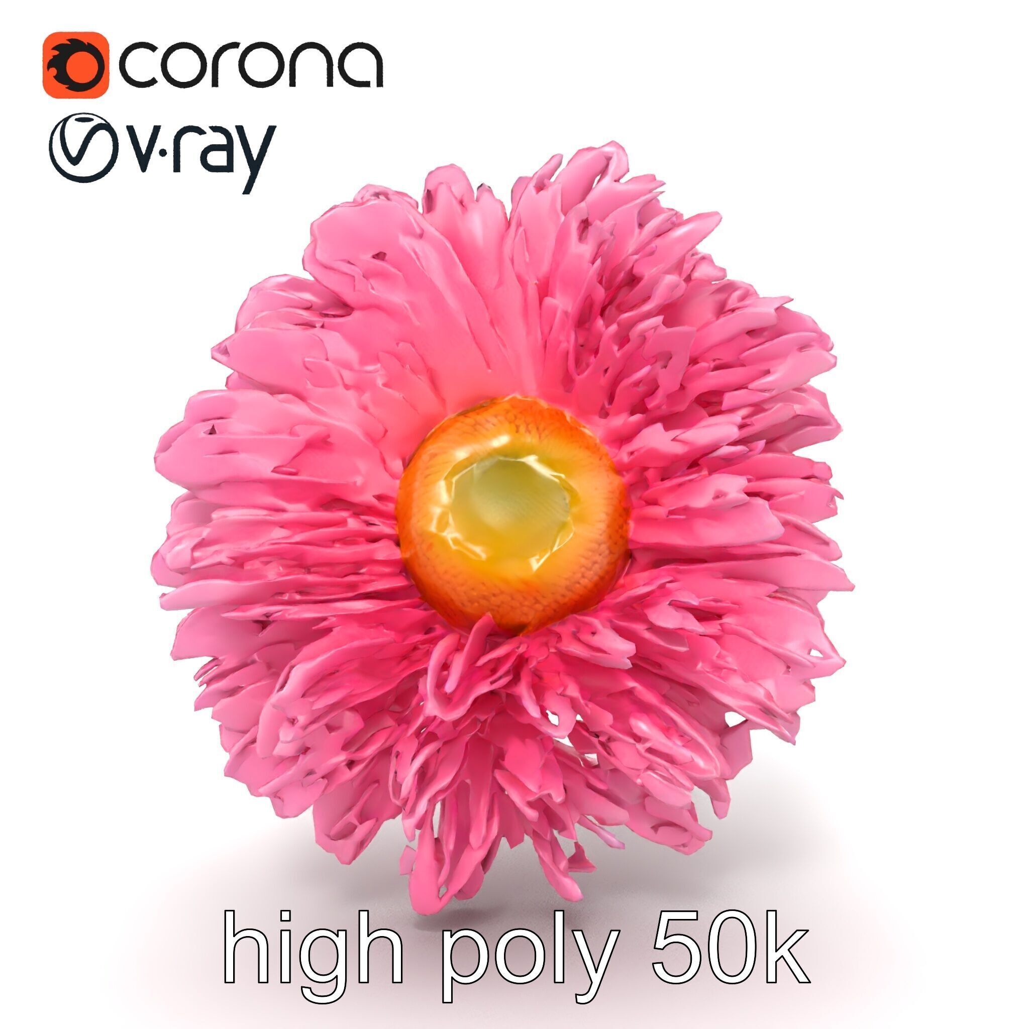 Leucanthemum Pink Blossom Render model pack Low-poly 3D model_28
