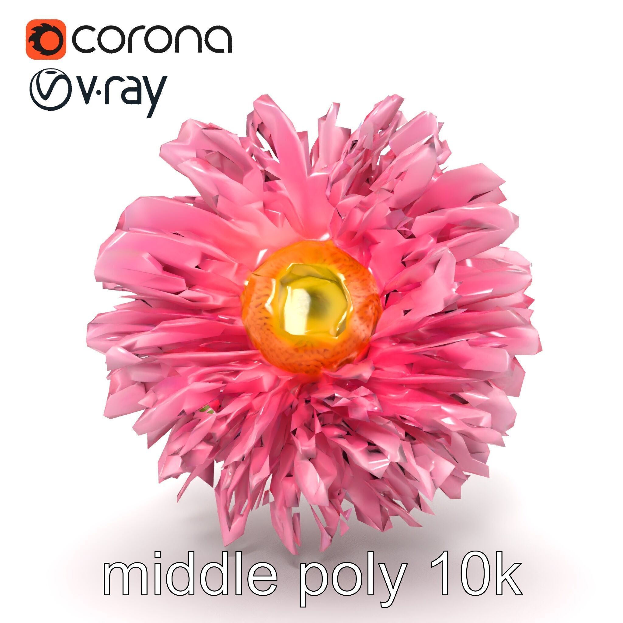 Leucanthemum Pink Blossom Render model pack Low-poly 3D model_29