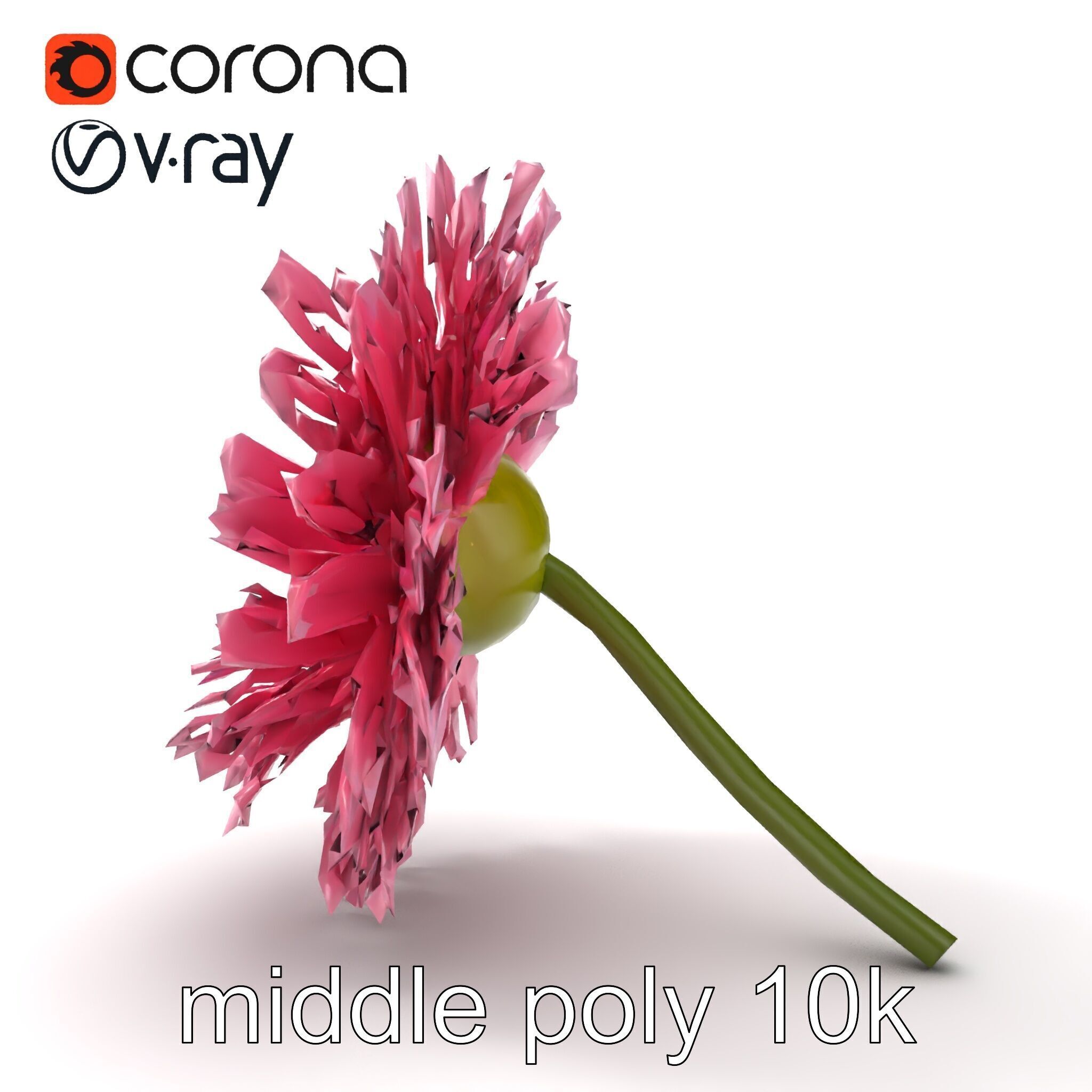 Leucanthemum Pink Blossom Render model pack Low-poly 3D model_14