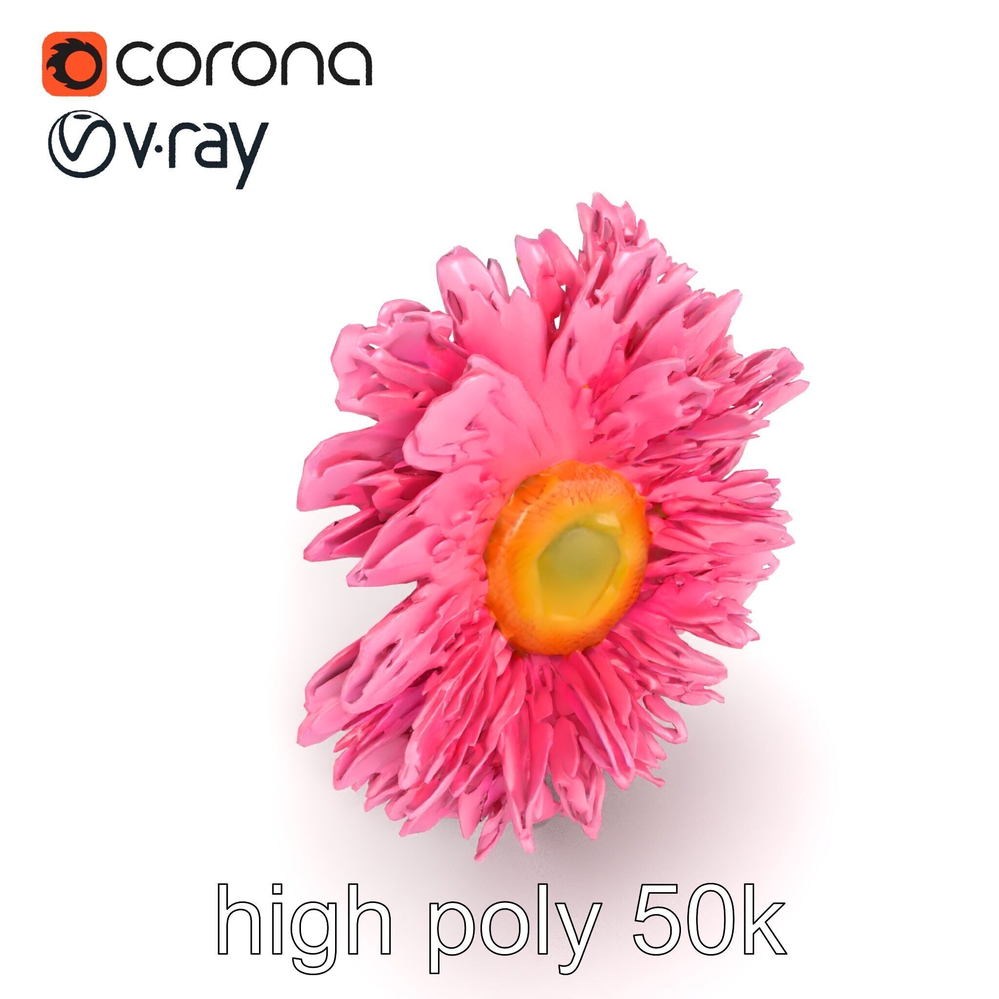 Leucanthemum Pink Blossom Render model pack Low-poly 3D model_12