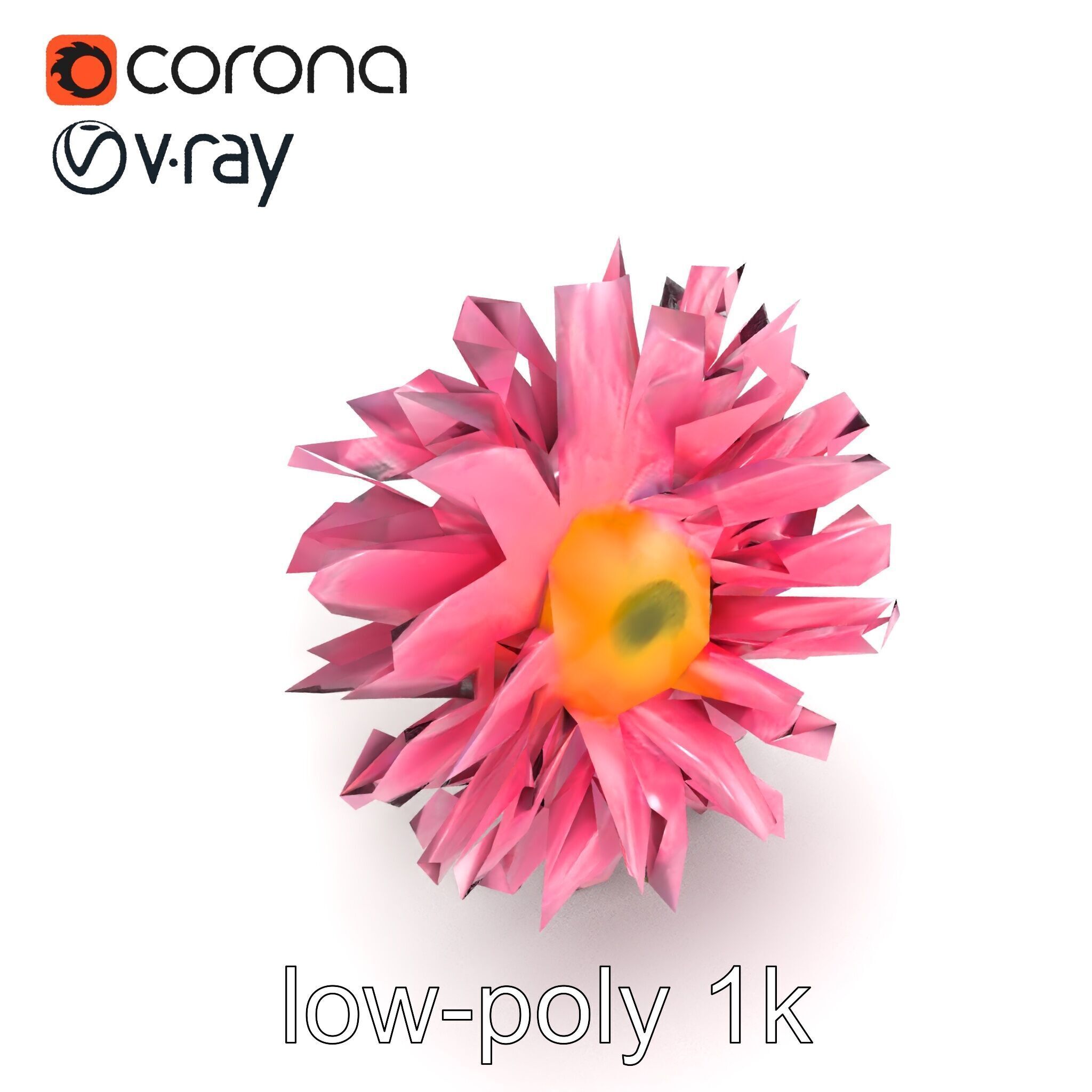 Leucanthemum Pink Blossom Render model pack Low-poly 3D model_22