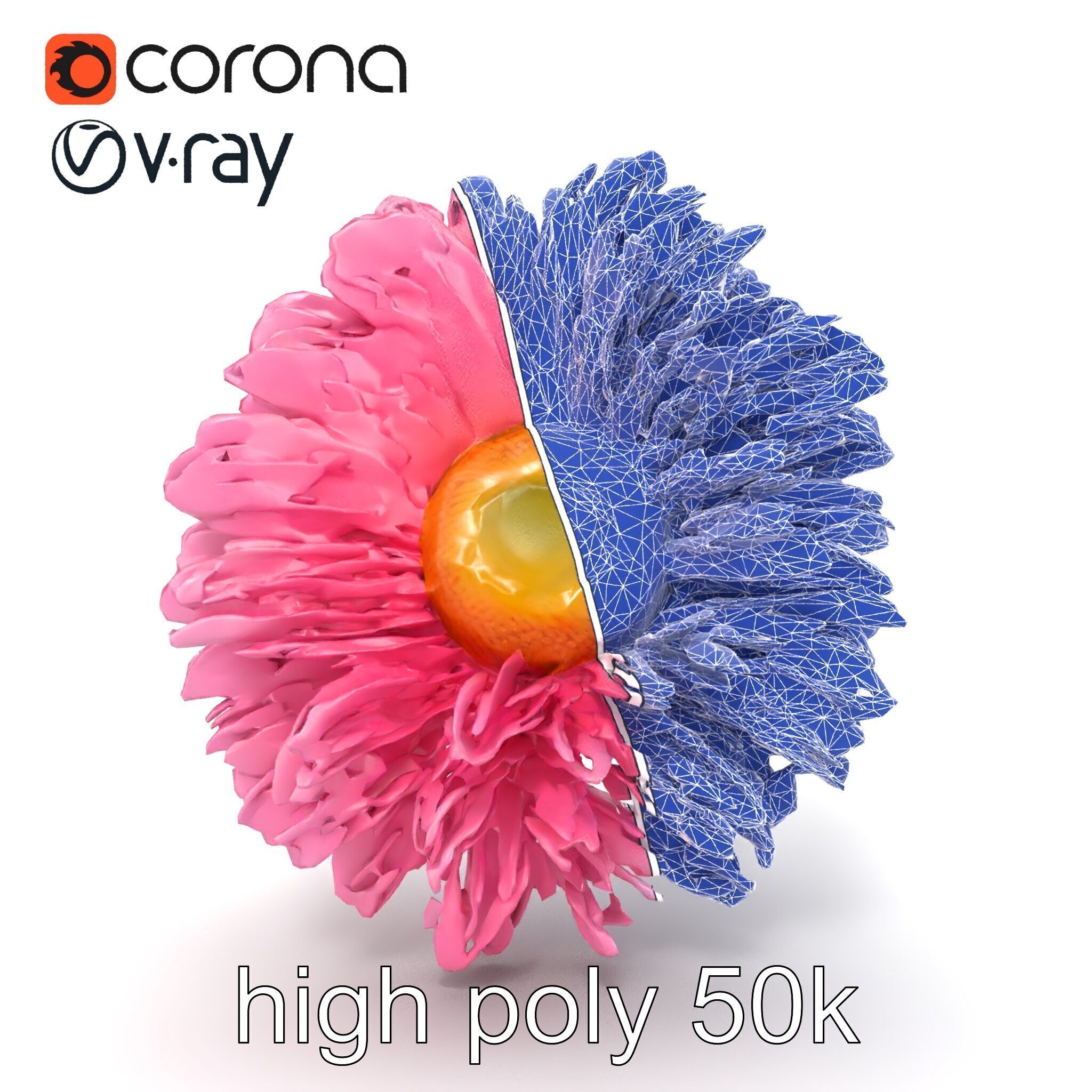 Leucanthemum Pink Blossom Render model pack Low-poly 3D model_25