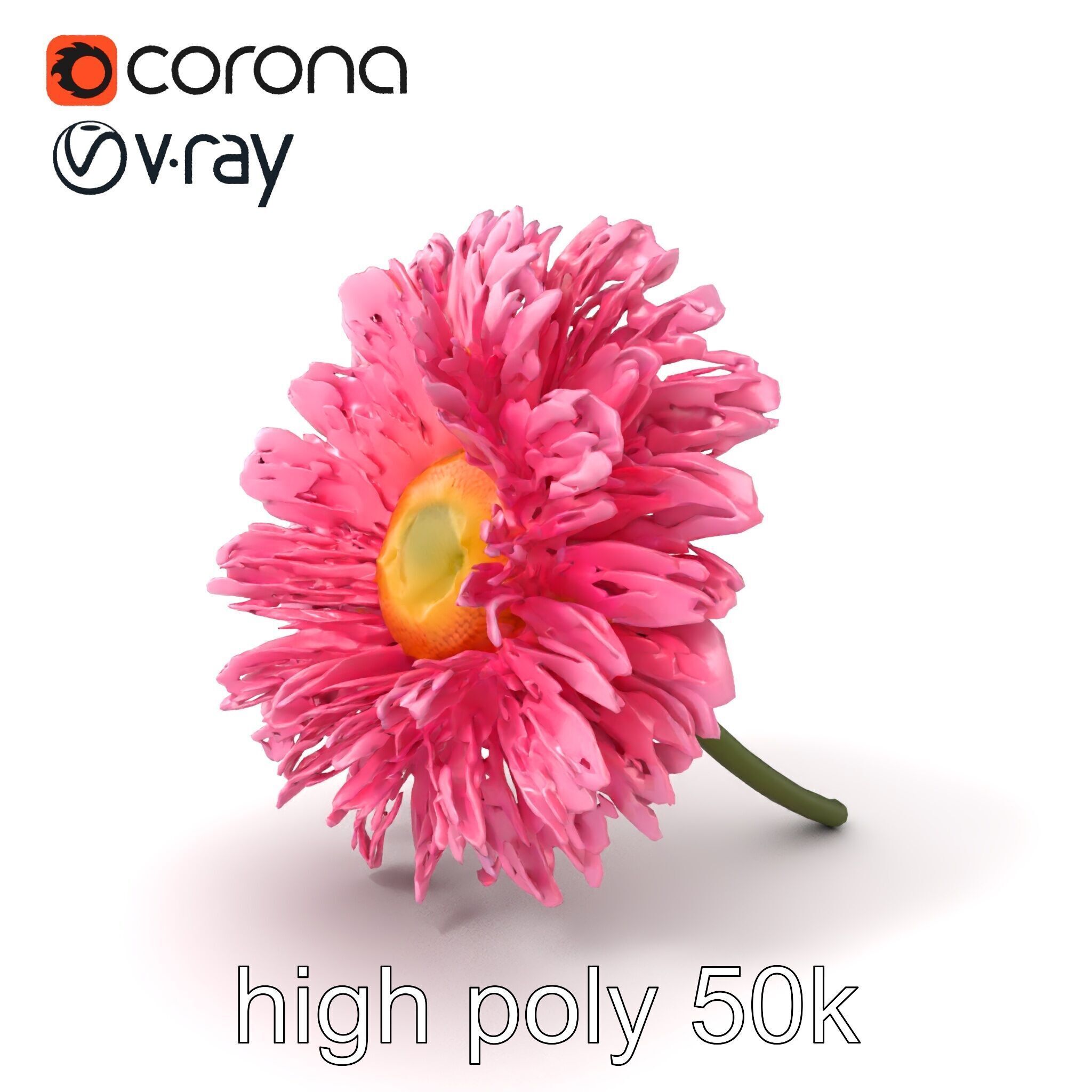 Leucanthemum Pink Blossom Render model pack Low-poly 3D model_2