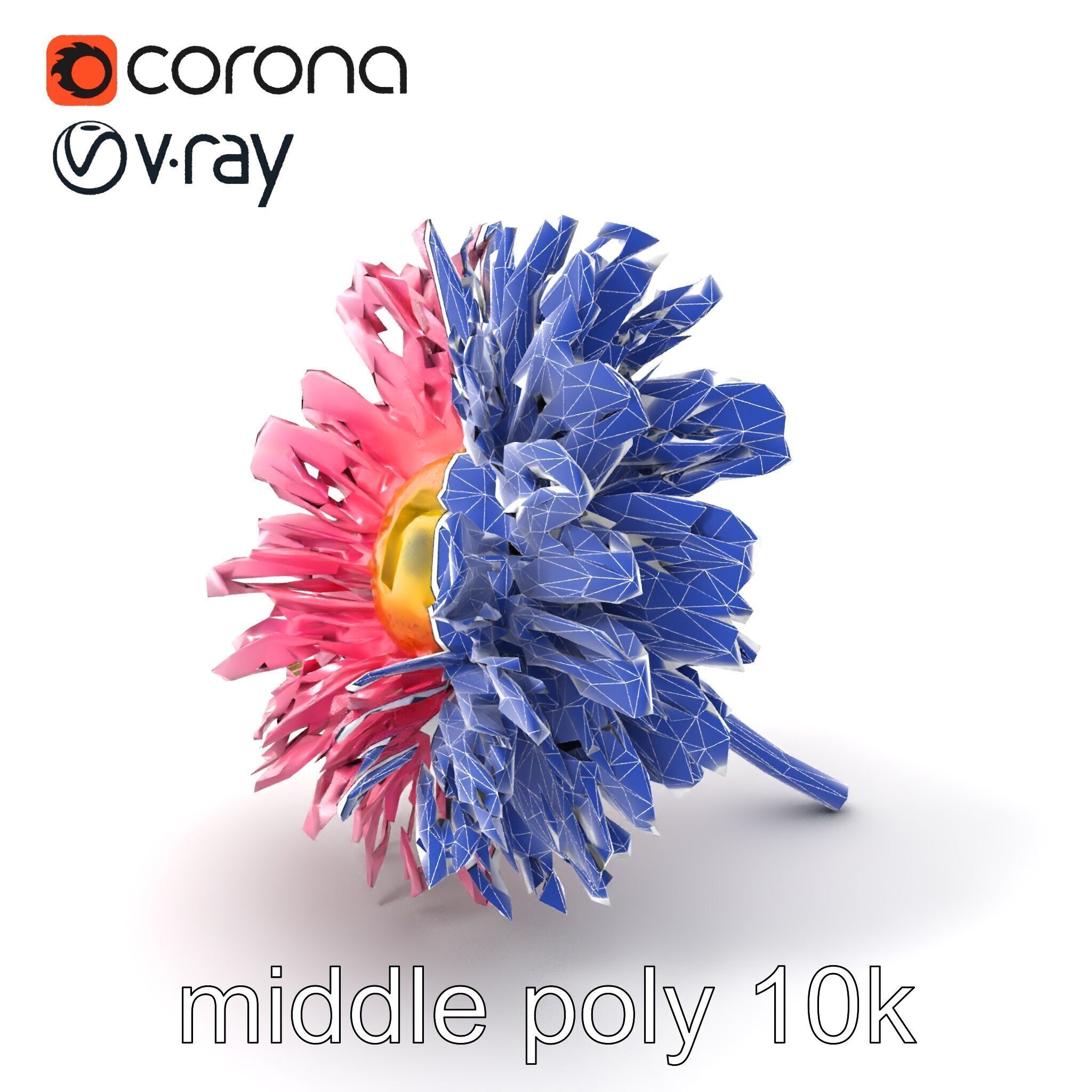 Leucanthemum Pink Blossom Render model pack Low-poly 3D model_6