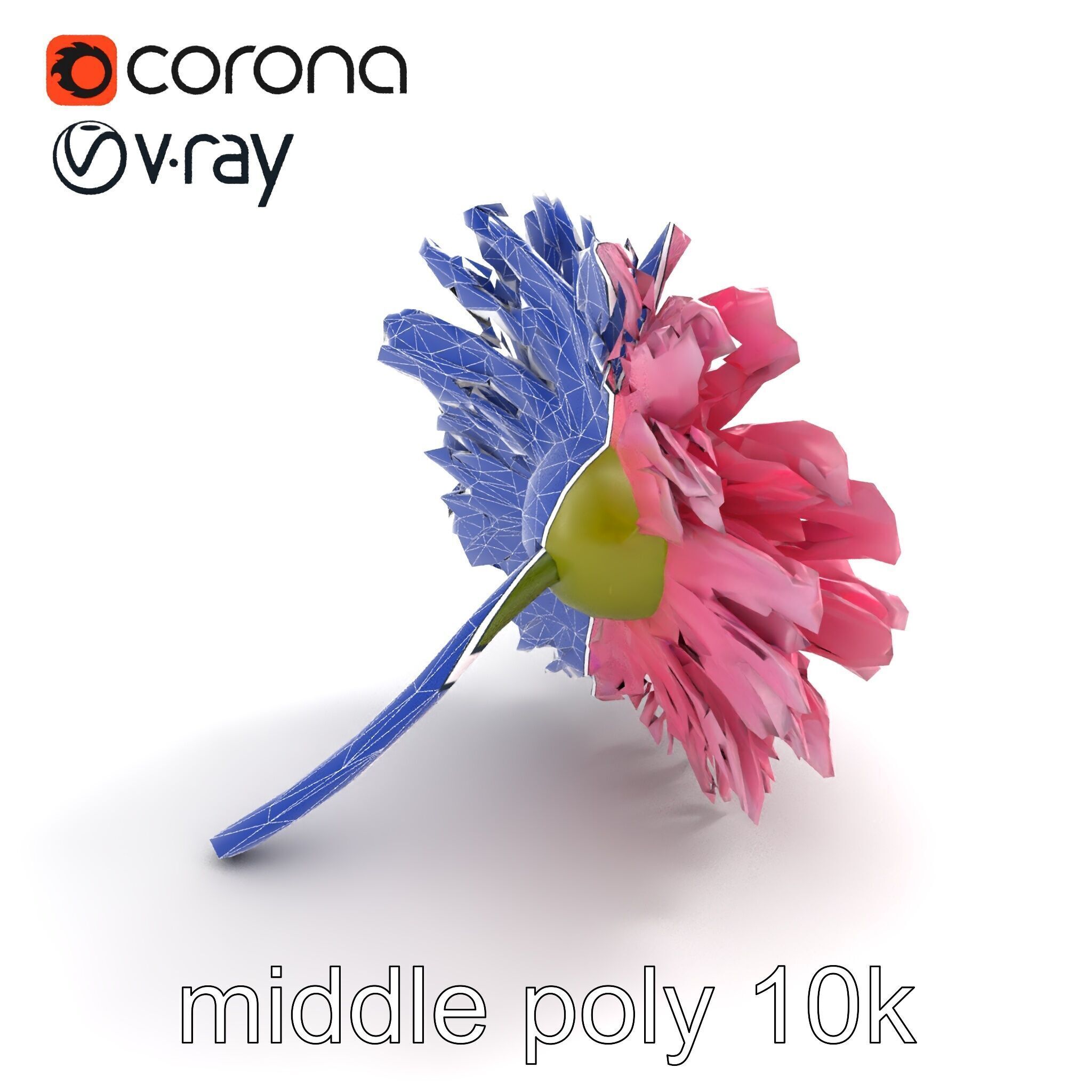 Leucanthemum Pink Blossom Render model pack Low-poly 3D model_15