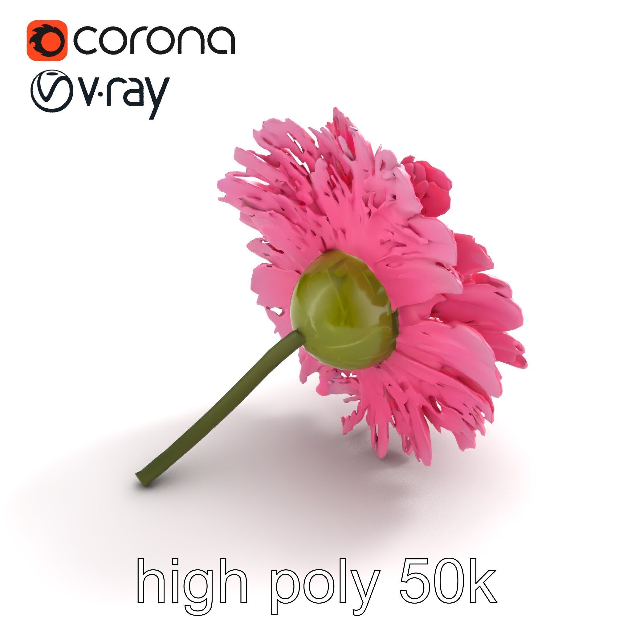 Leucanthemum Pink Blossom Render model pack Low-poly 3D model_17