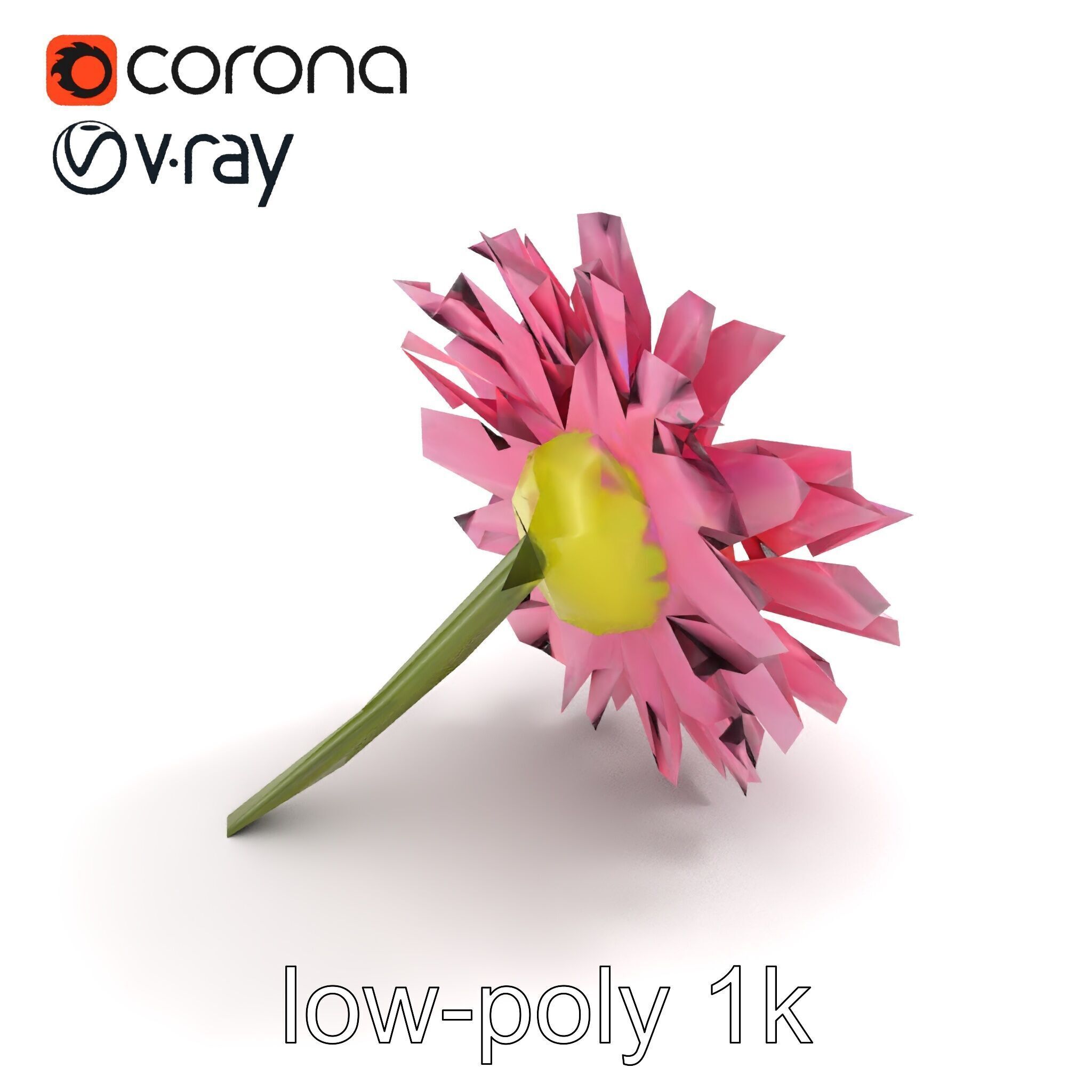 Leucanthemum Pink Blossom Render model pack Low-poly 3D model_9