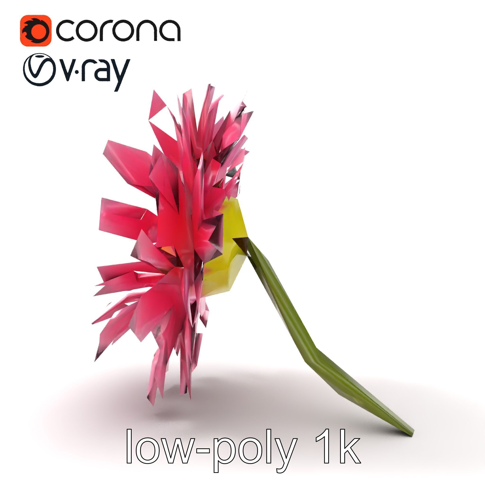 Leucanthemum Pink Blossom Render model pack Low-poly 3D model_26