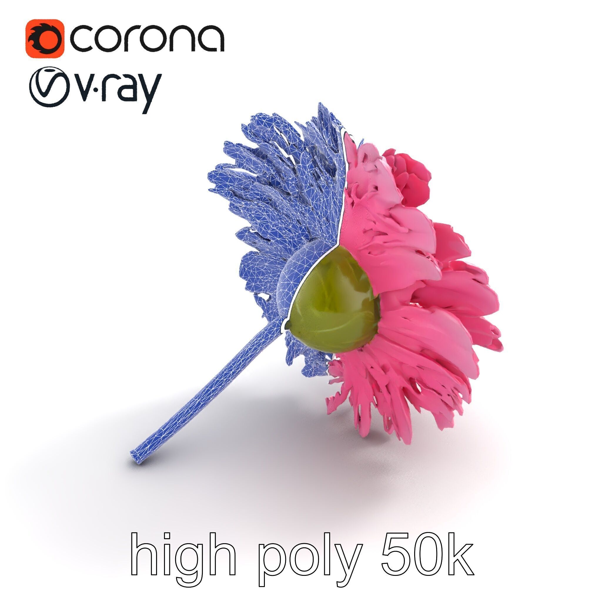 Leucanthemum Pink Blossom Render model pack Low-poly 3D model_21
