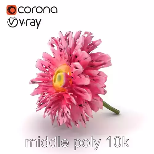 Leucanthemum Pink Blossom Render model pack Low-poly 3D model