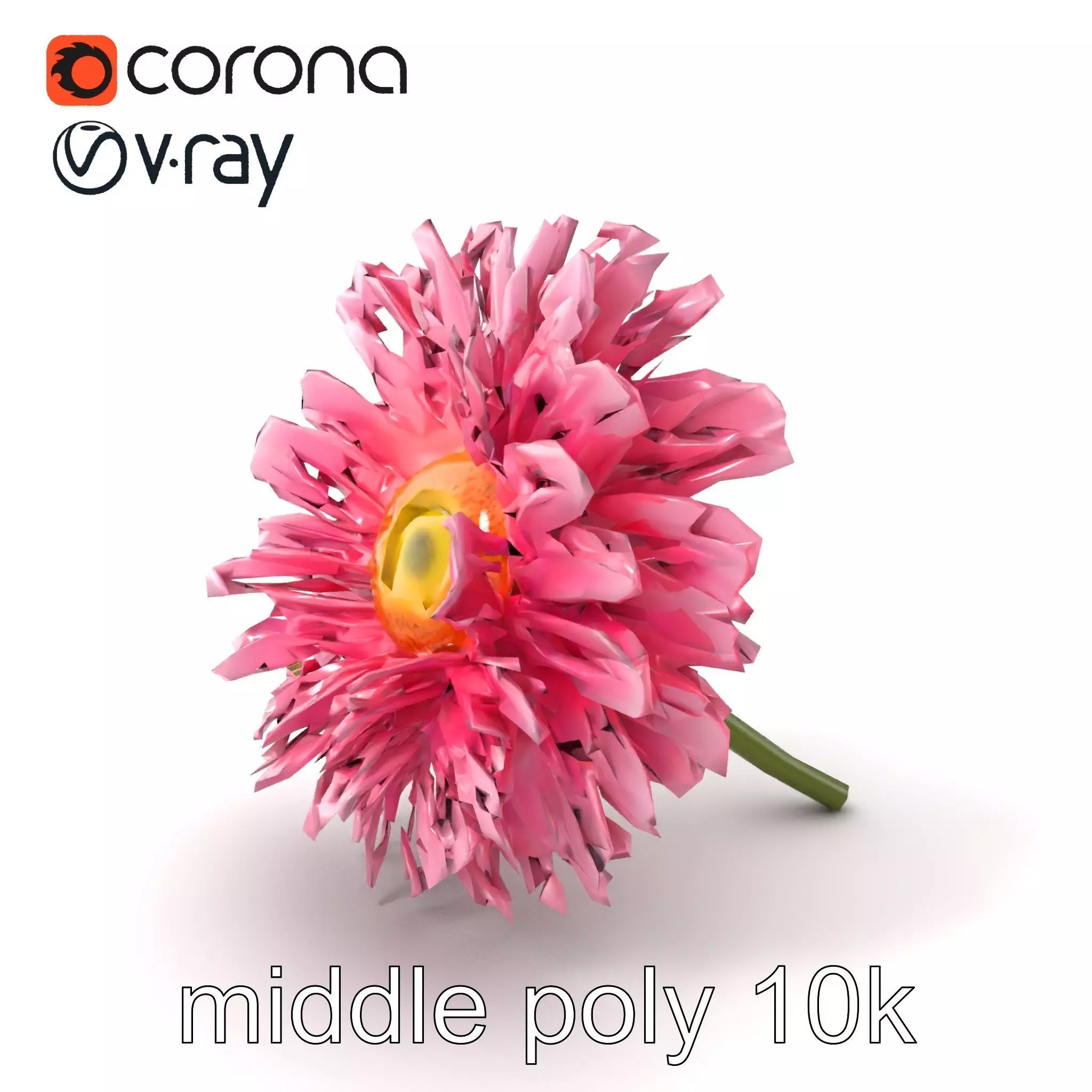 Leucanthemum Pink Blossom Render model pack Low-poly 3D model_0