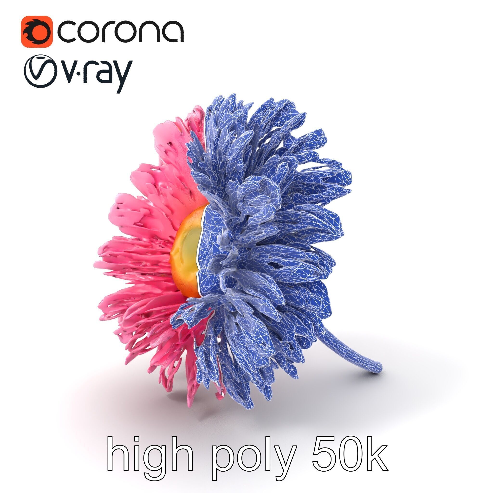 Leucanthemum Pink Blossom Render model pack Low-poly 3D model_10