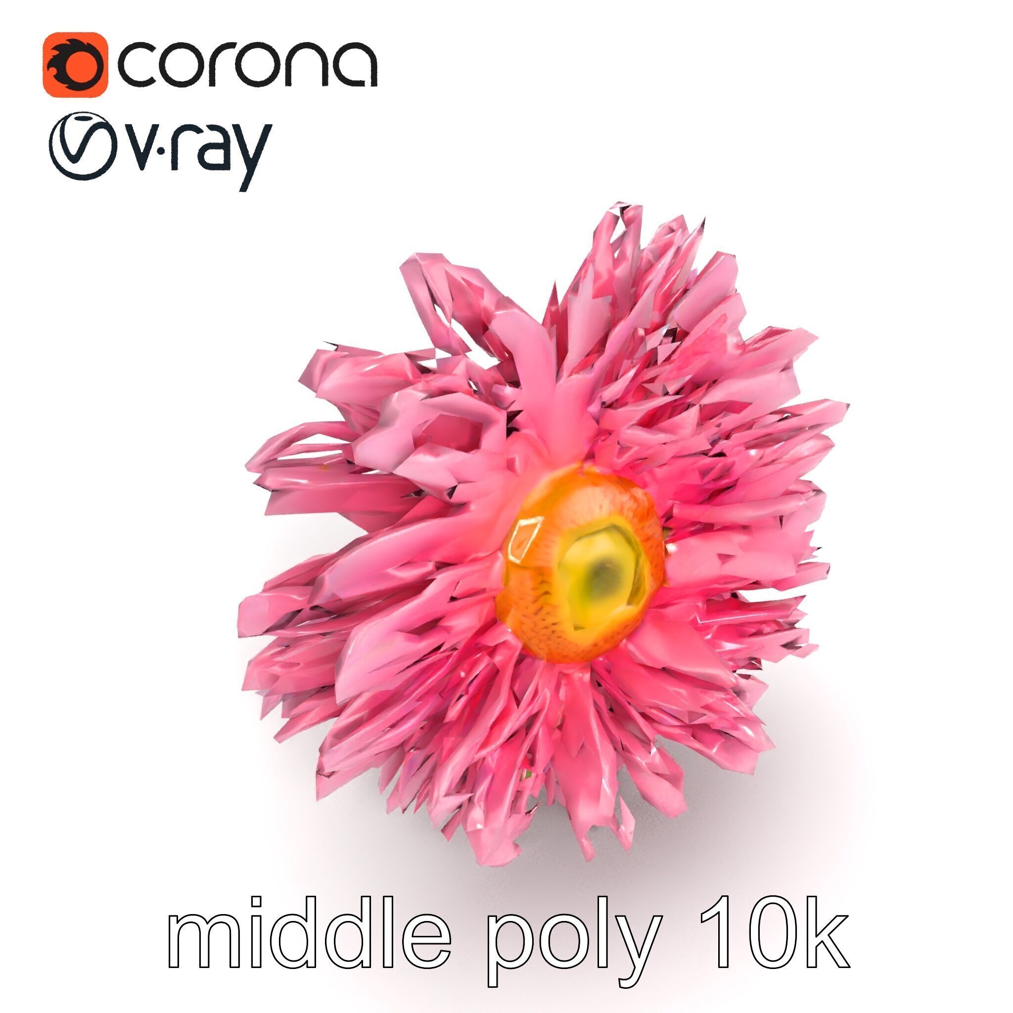 Leucanthemum Pink Blossom Render model pack Low-poly 3D model_13