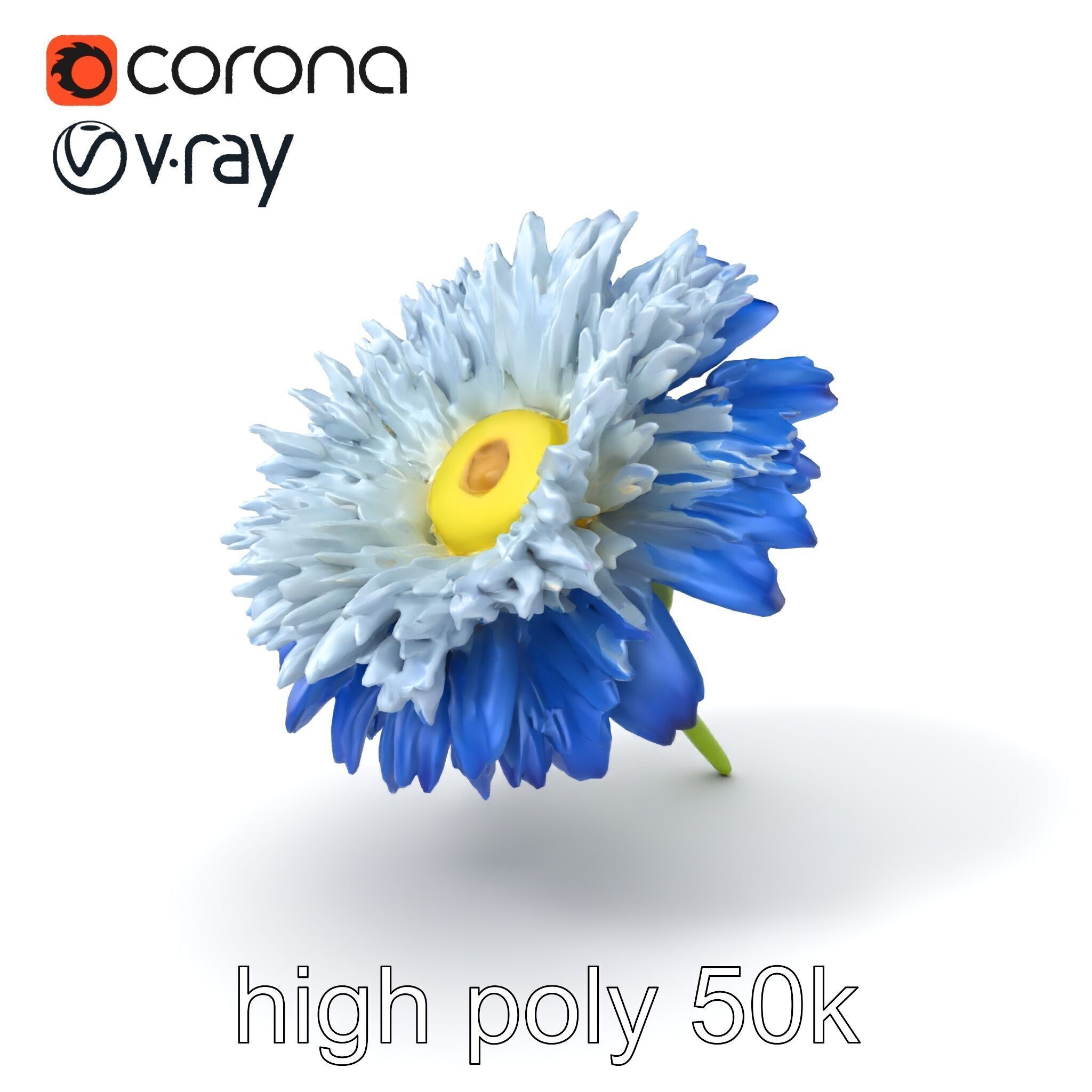 Bicolor Cornflower Realistic Flower model pack Low-poly 3D model_2