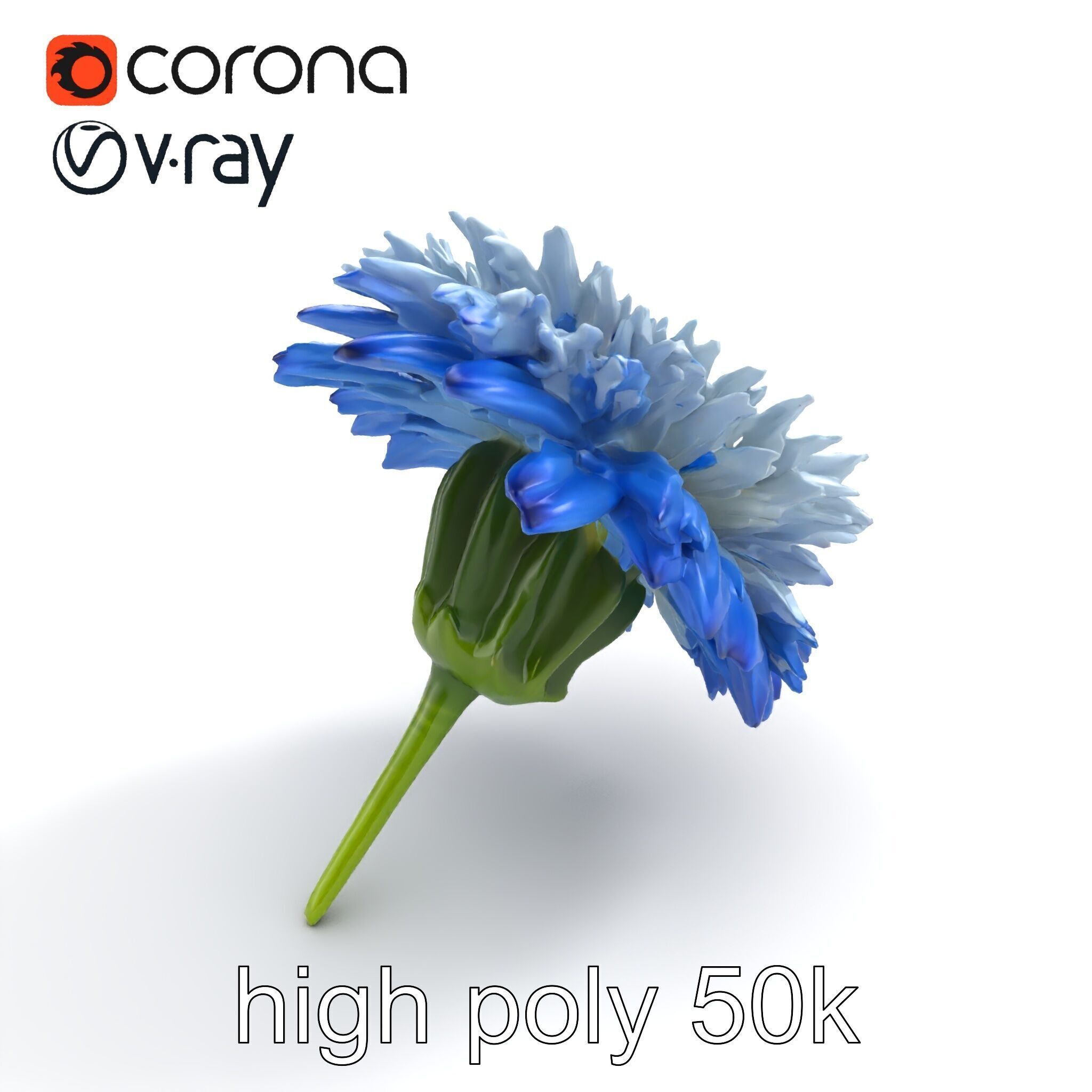 Bicolor Cornflower Realistic Flower model pack Low-poly 3D model_9