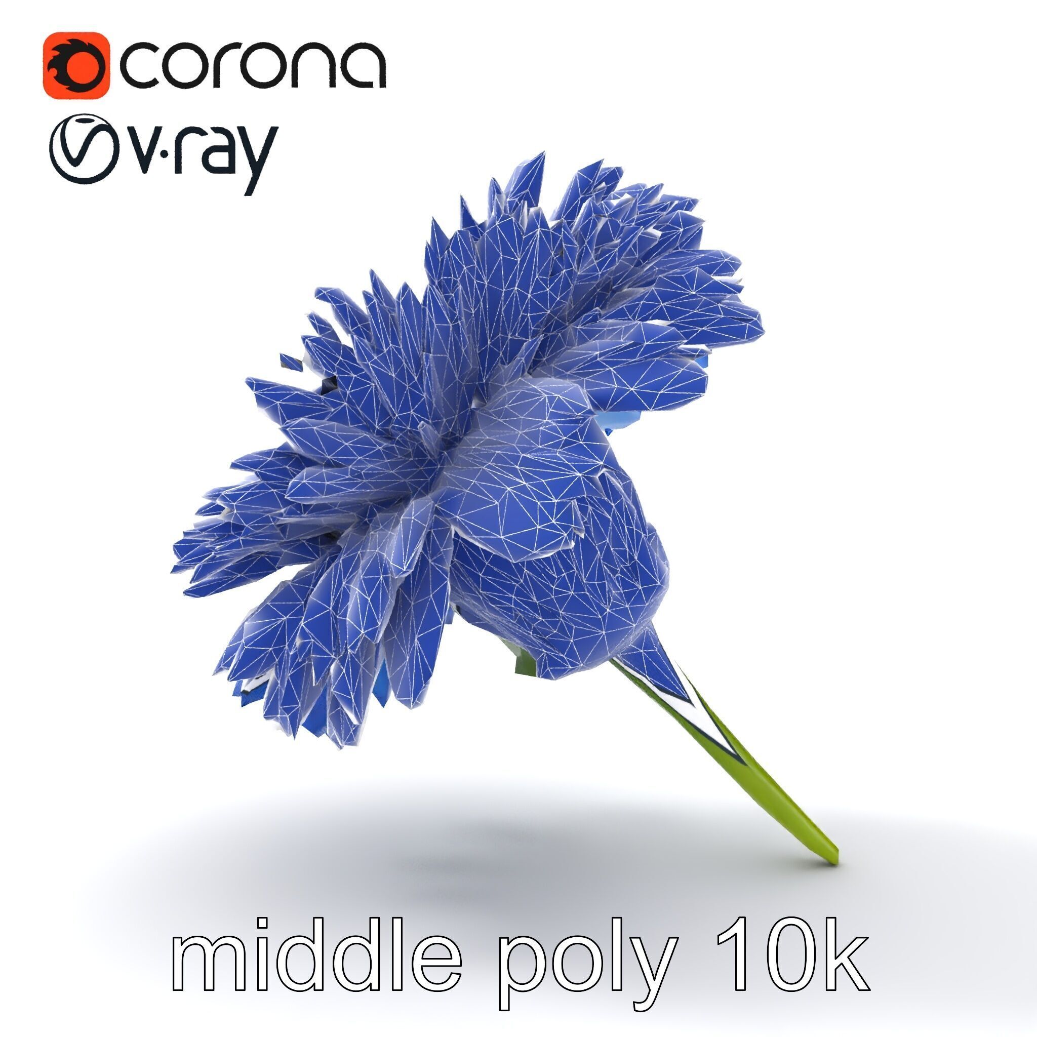 Bicolor Cornflower Realistic Flower model pack Low-poly 3D model_23