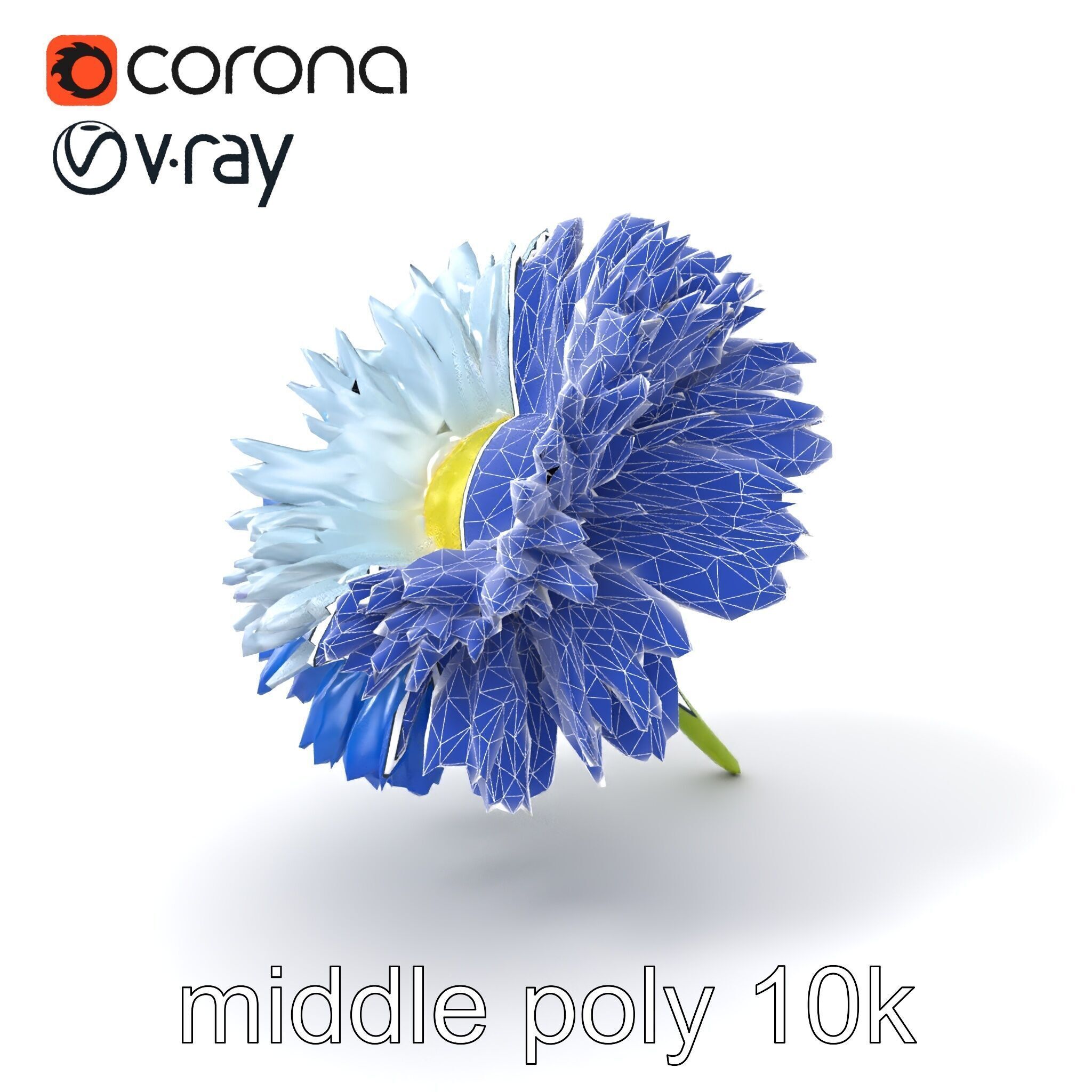 Bicolor Cornflower Realistic Flower model pack Low-poly 3D model_5