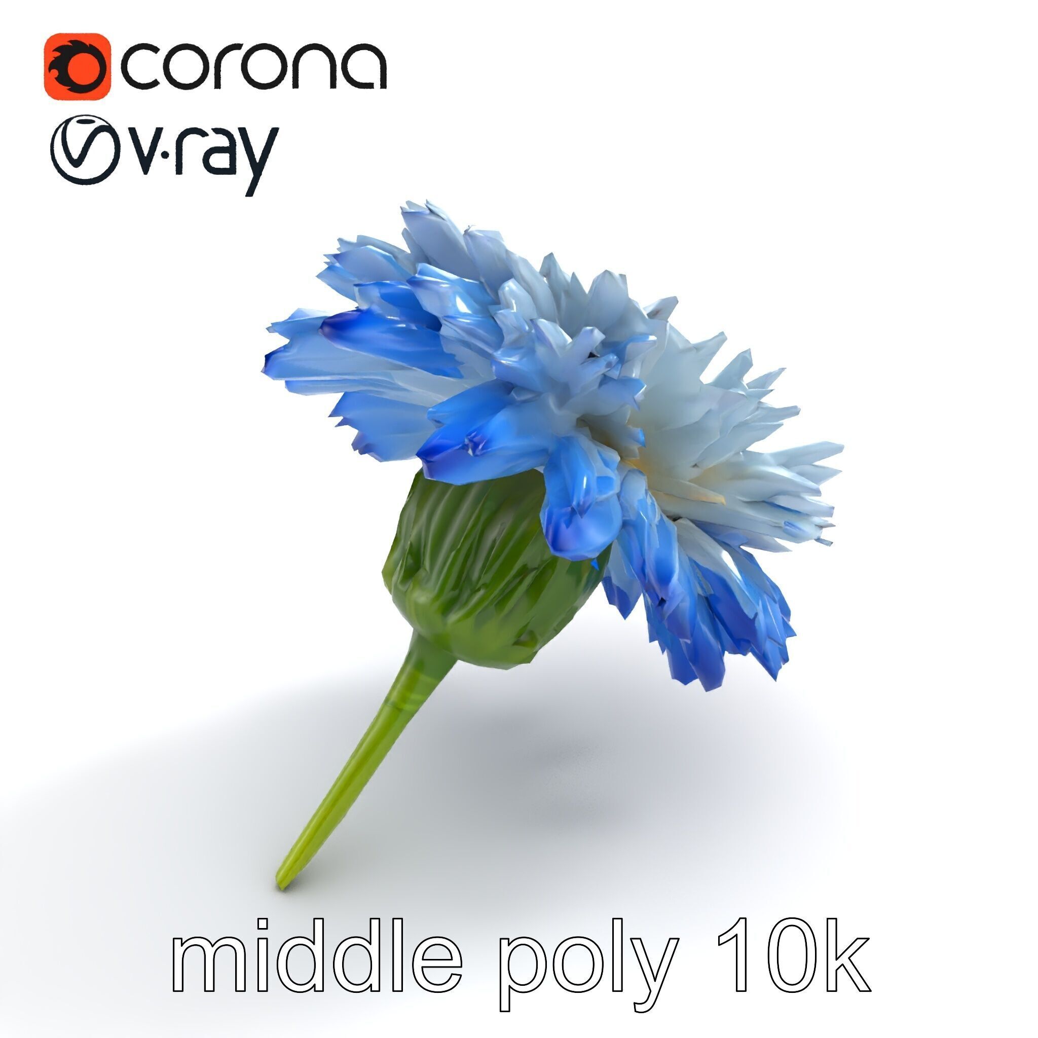 Bicolor Cornflower Realistic Flower model pack Low-poly 3D model_7
