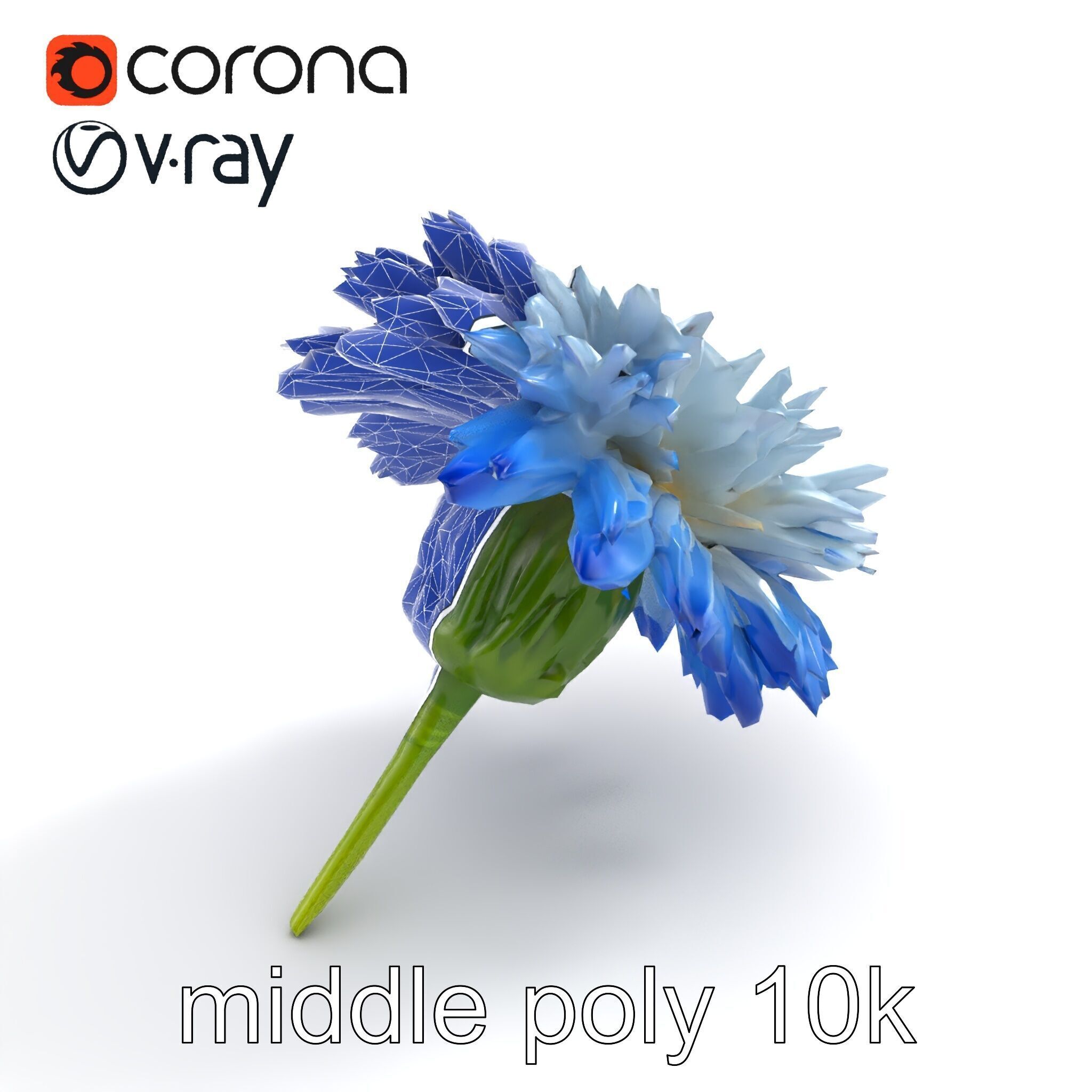 Bicolor Cornflower Realistic Flower model pack Low-poly 3D model_10