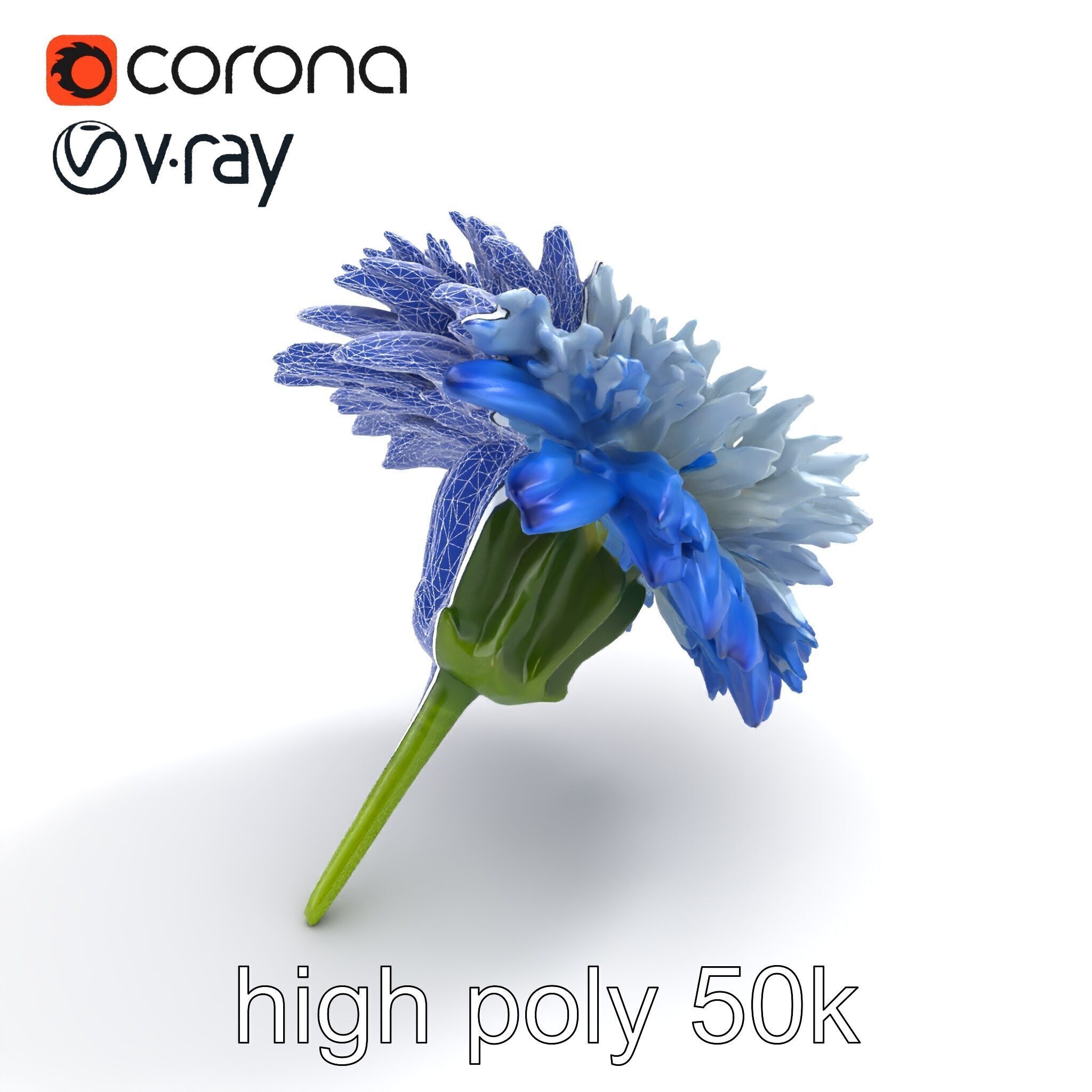 Bicolor Cornflower Realistic Flower model pack Low-poly 3D model_13