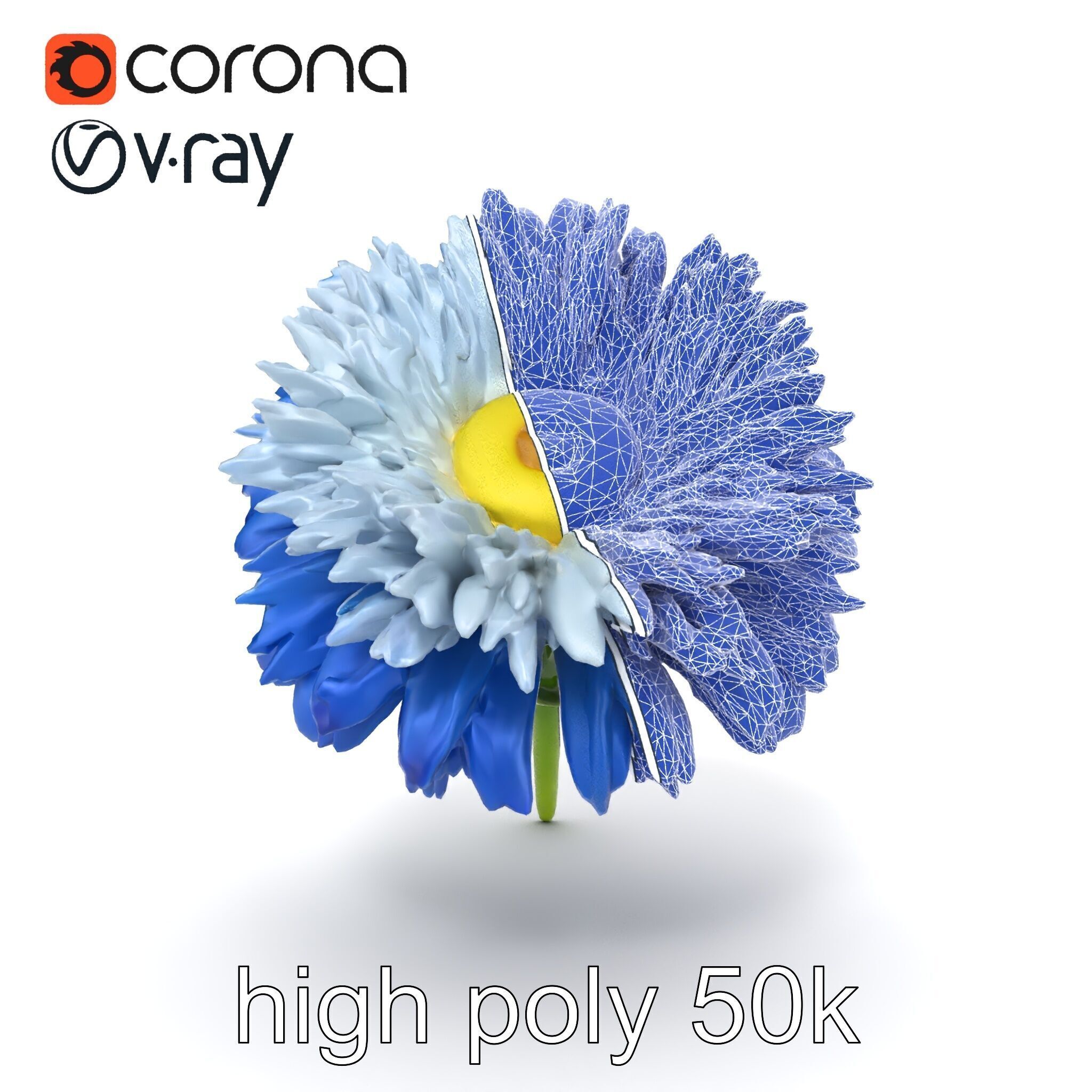 Bicolor Cornflower Realistic Flower model pack Low-poly 3D model_29