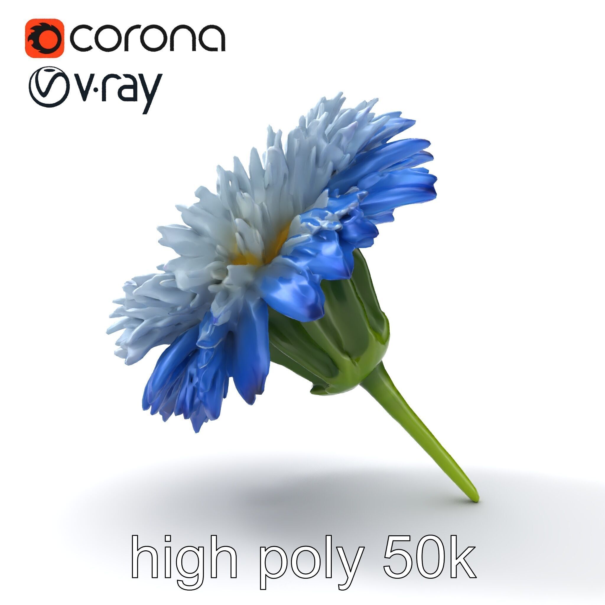 Bicolor Cornflower Realistic Flower model pack Low-poly 3D model_12