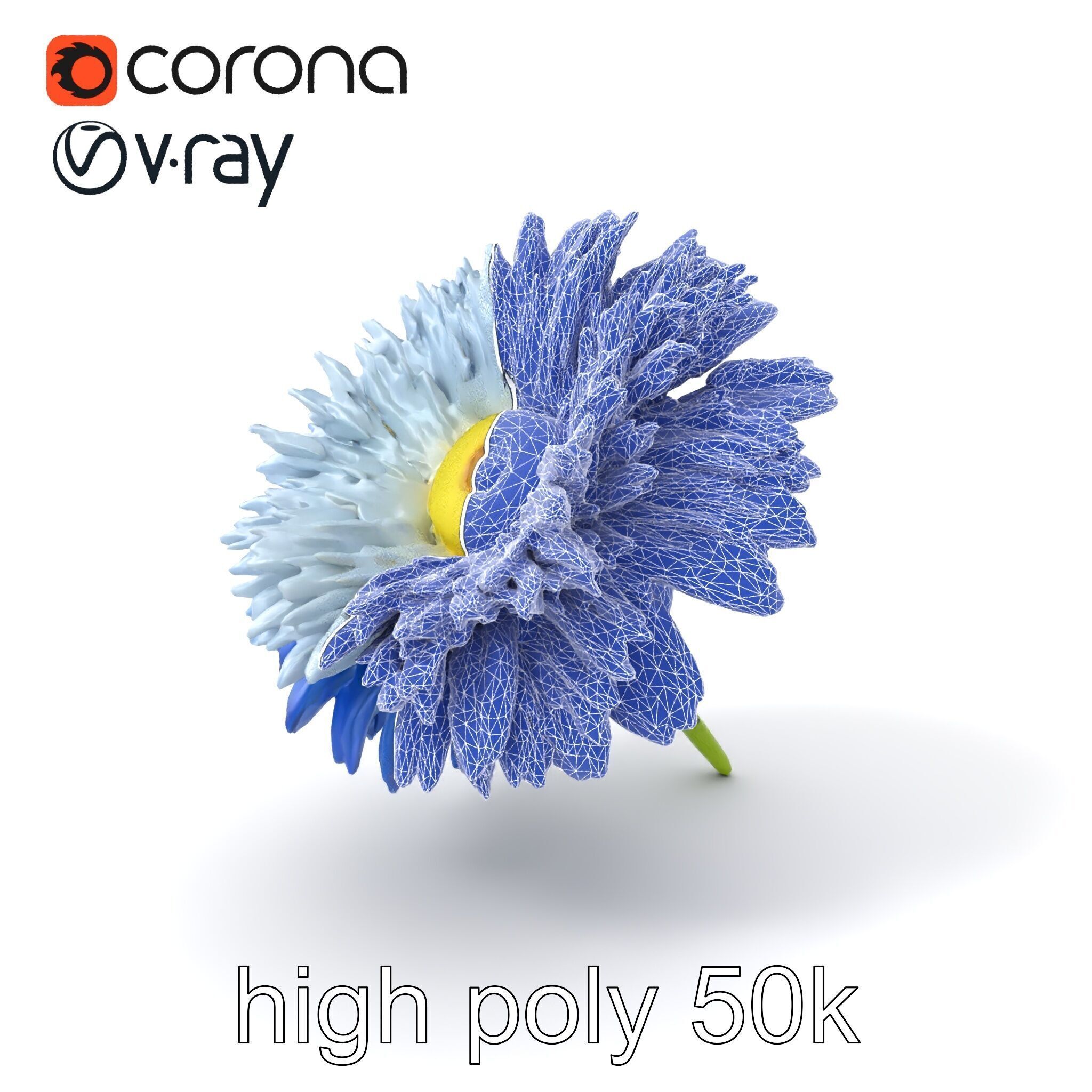 Bicolor Cornflower Realistic Flower model pack Low-poly 3D model_1