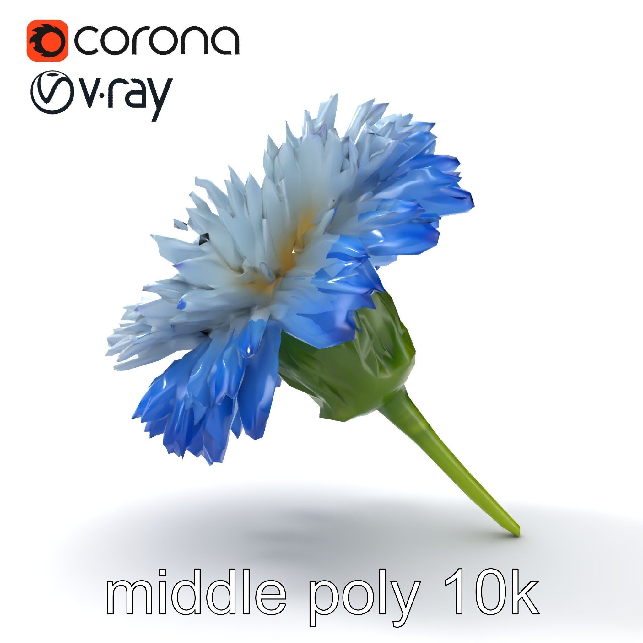 Bicolor Cornflower Realistic Flower model pack Low-poly 3D model_14