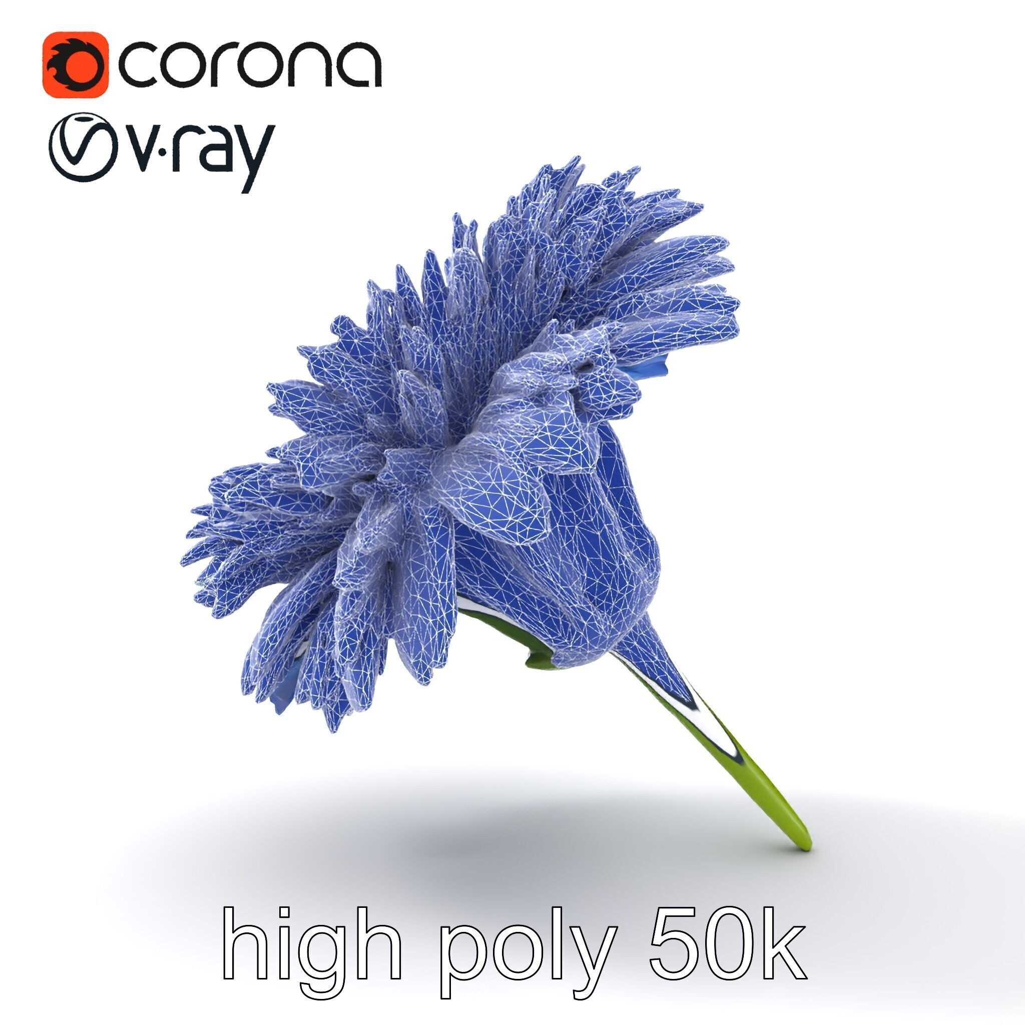 Bicolor Cornflower Realistic Flower model pack Low-poly 3D model_25