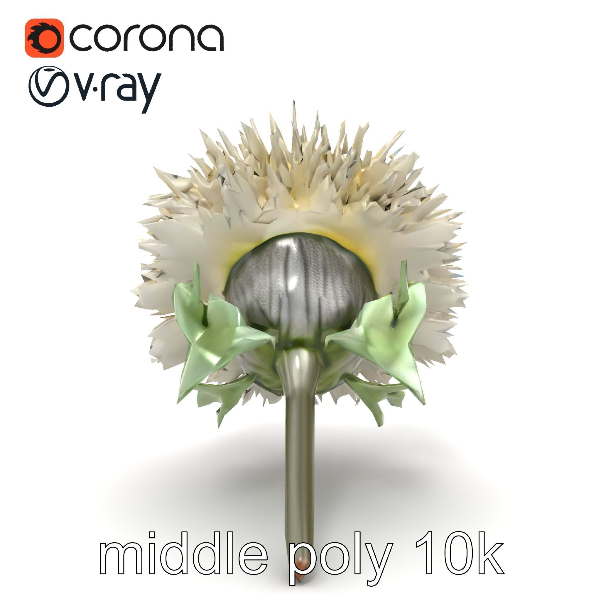 Leucanthemum Alpina Realistic Flower model pack Low-poly 3D model_13