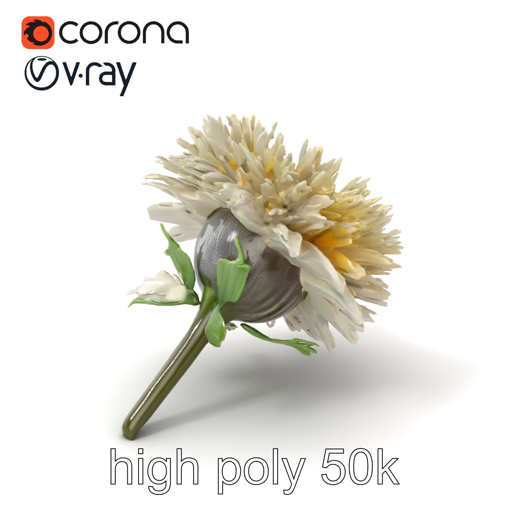 Leucanthemum Alpina Realistic Flower model pack Low-poly 3D model_2
