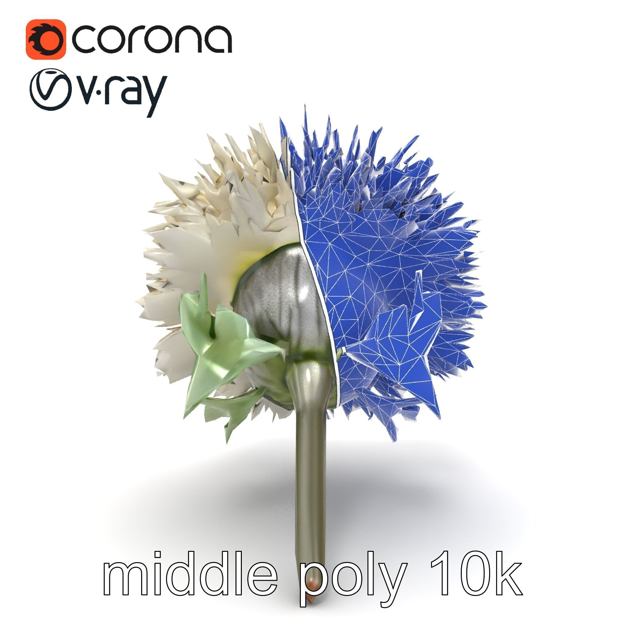 Leucanthemum Alpina Realistic Flower model pack Low-poly 3D model_21