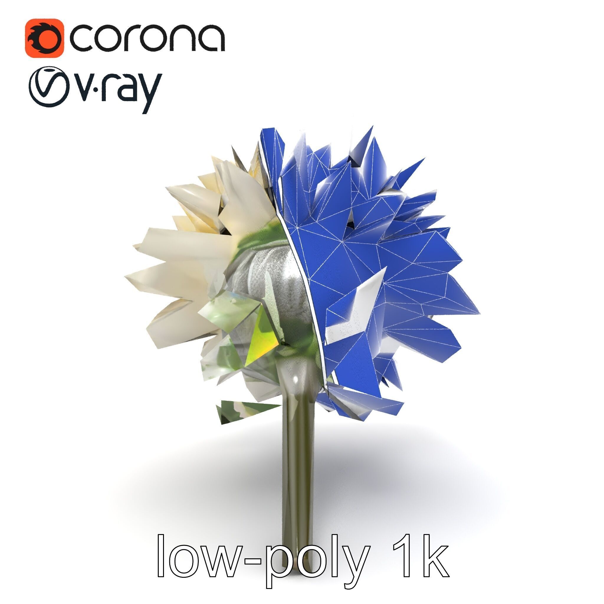 Leucanthemum Alpina Realistic Flower model pack Low-poly 3D model_26