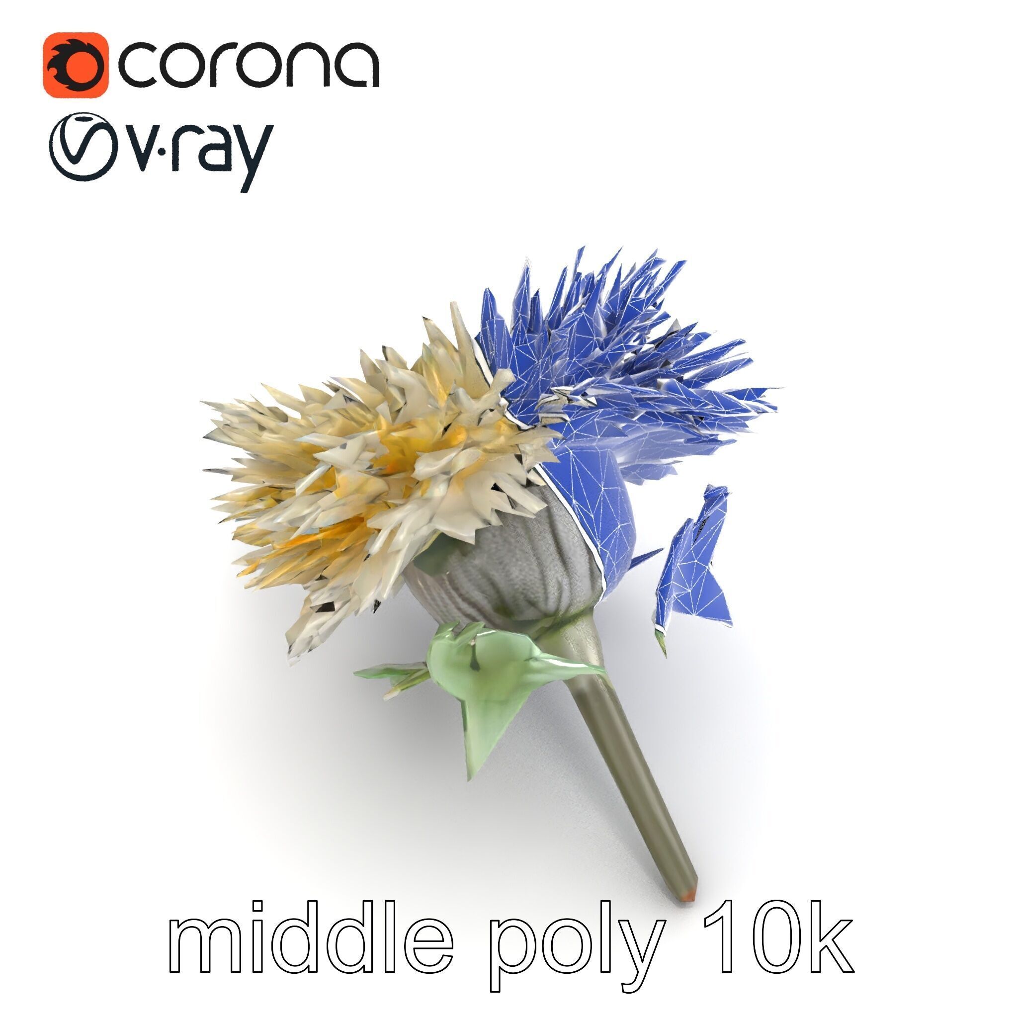Leucanthemum Alpina Realistic Flower model pack Low-poly 3D model_30