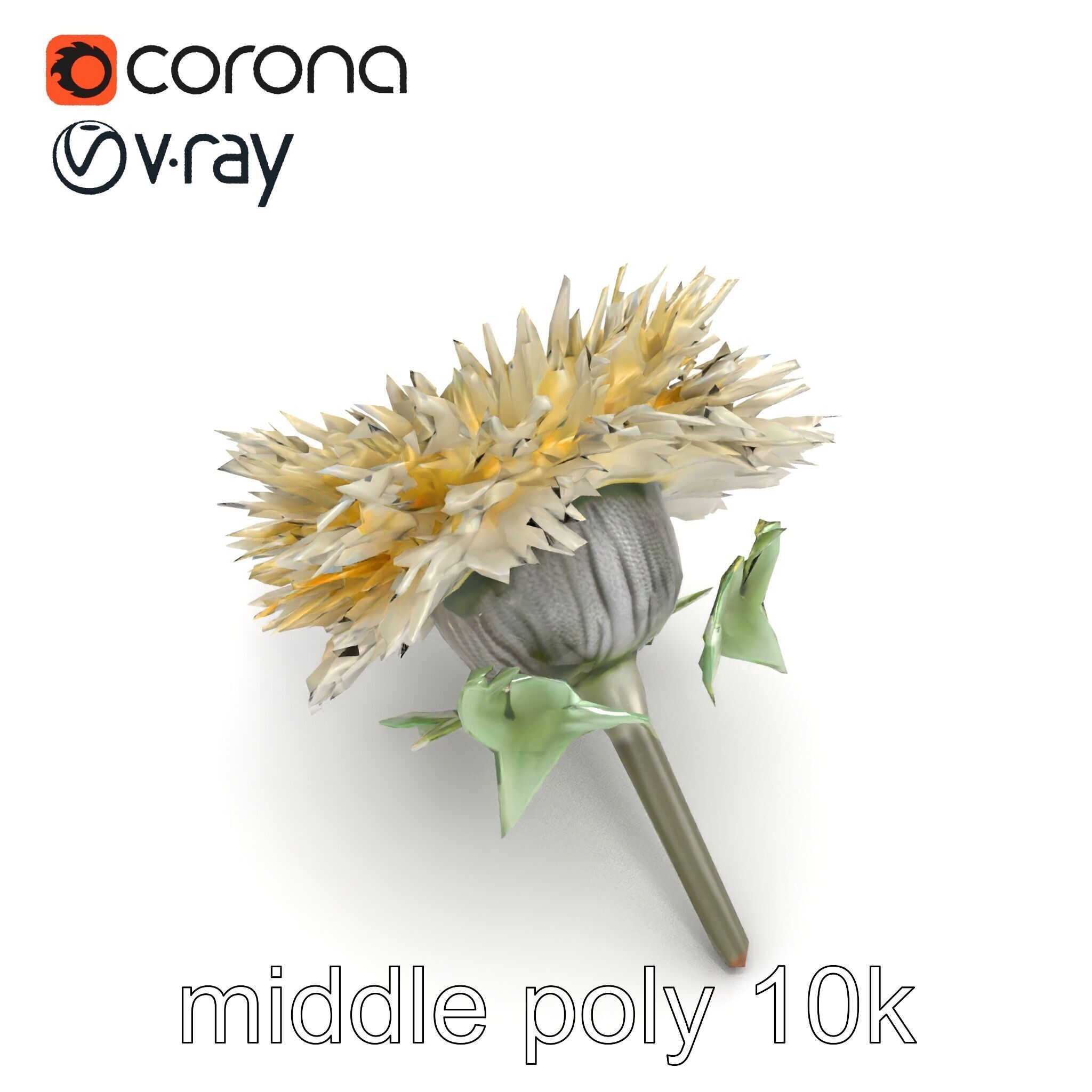 Leucanthemum Alpina Realistic Flower model pack Low-poly 3D model_29
