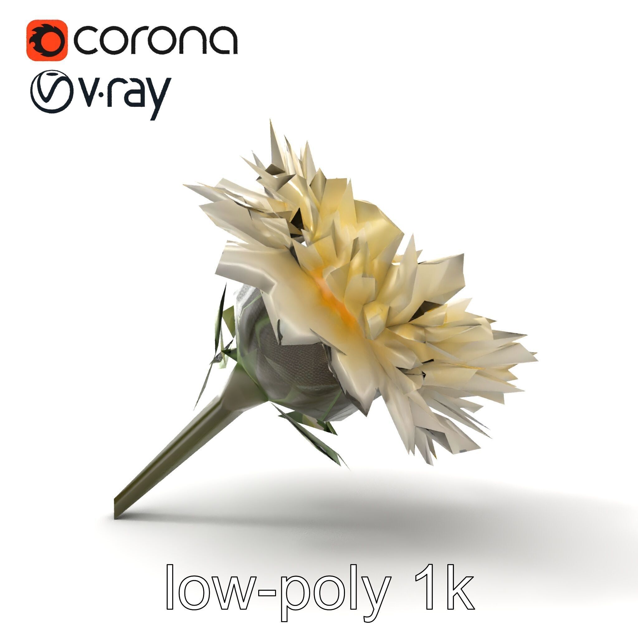 Leucanthemum Alpina Realistic Flower model pack Low-poly 3D model_22
