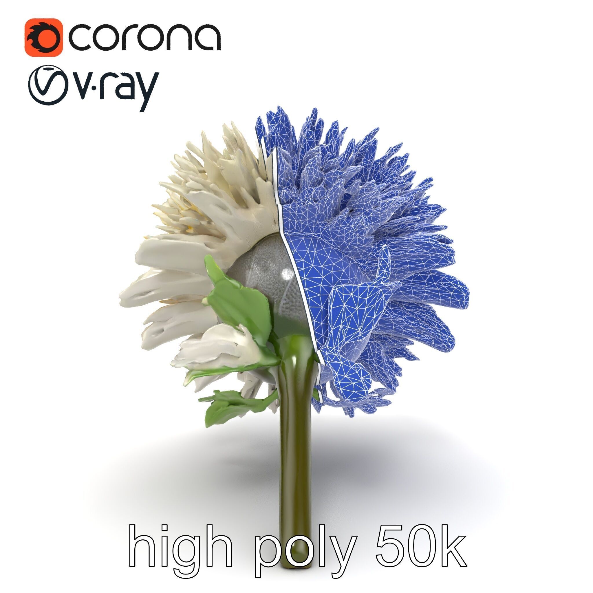 Leucanthemum Alpina Realistic Flower model pack Low-poly 3D model_32