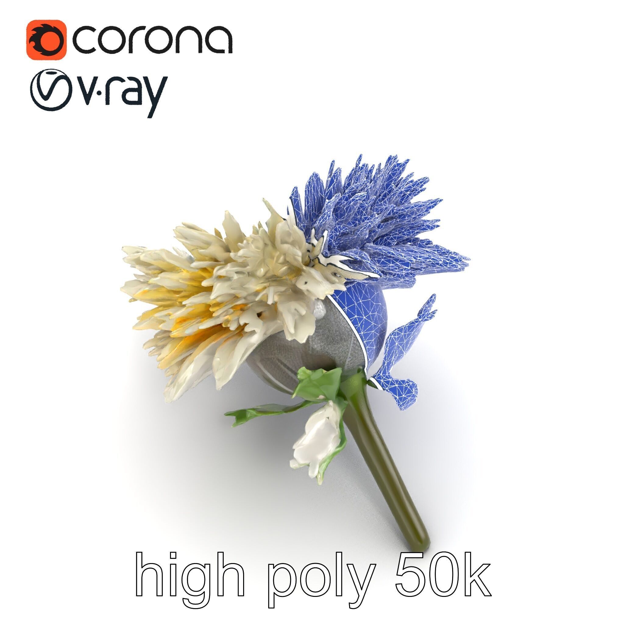 Leucanthemum Alpina Realistic Flower model pack Low-poly 3D model_31