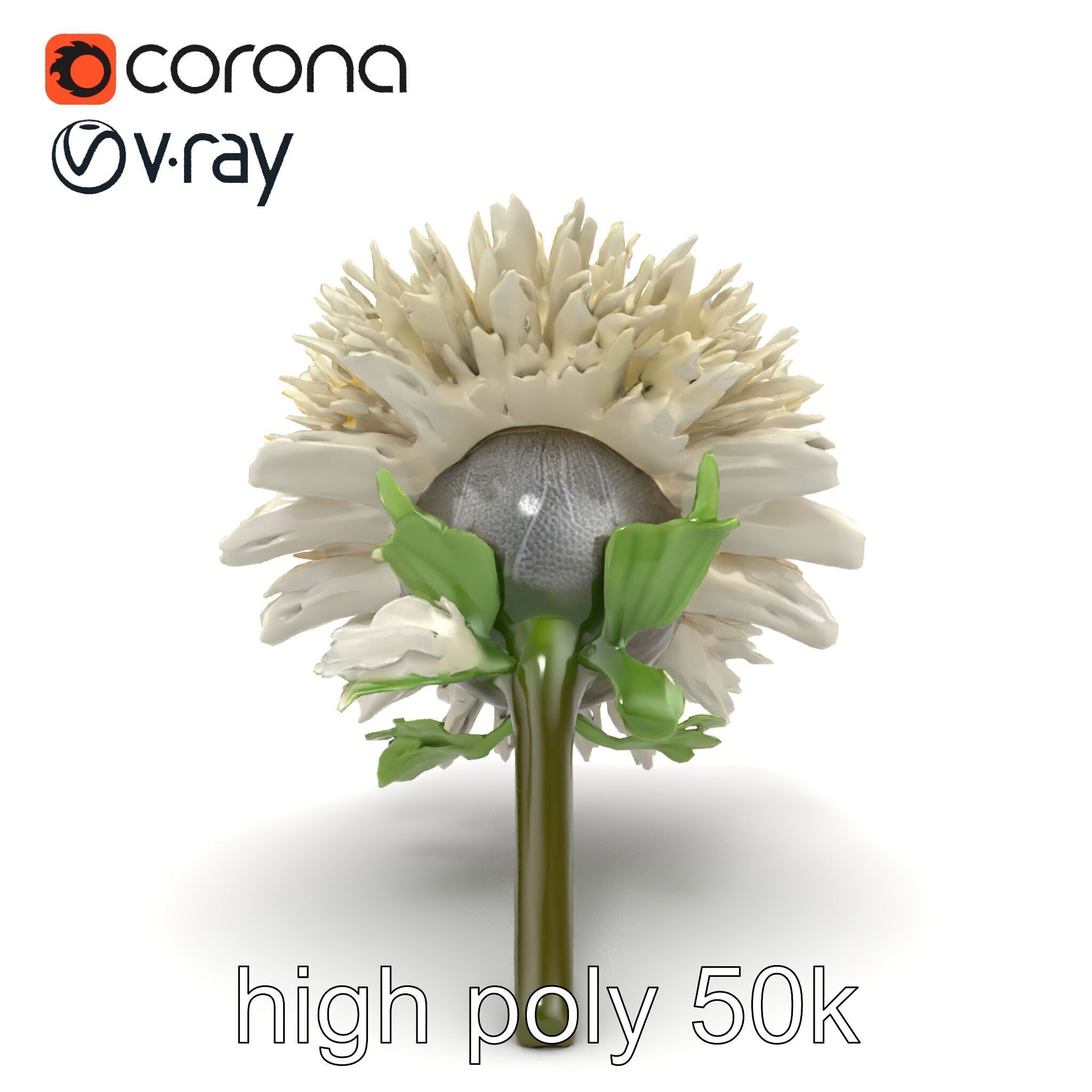Leucanthemum Alpina Realistic Flower model pack Low-poly 3D model_23