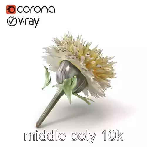 Leucanthemum Alpina Realistic Flower model pack Low-poly 3D model