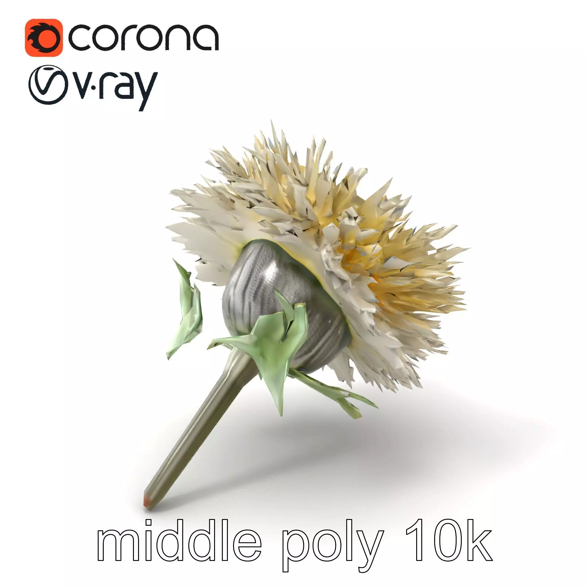Leucanthemum Alpina Realistic Flower model pack Low-poly 3D model_0